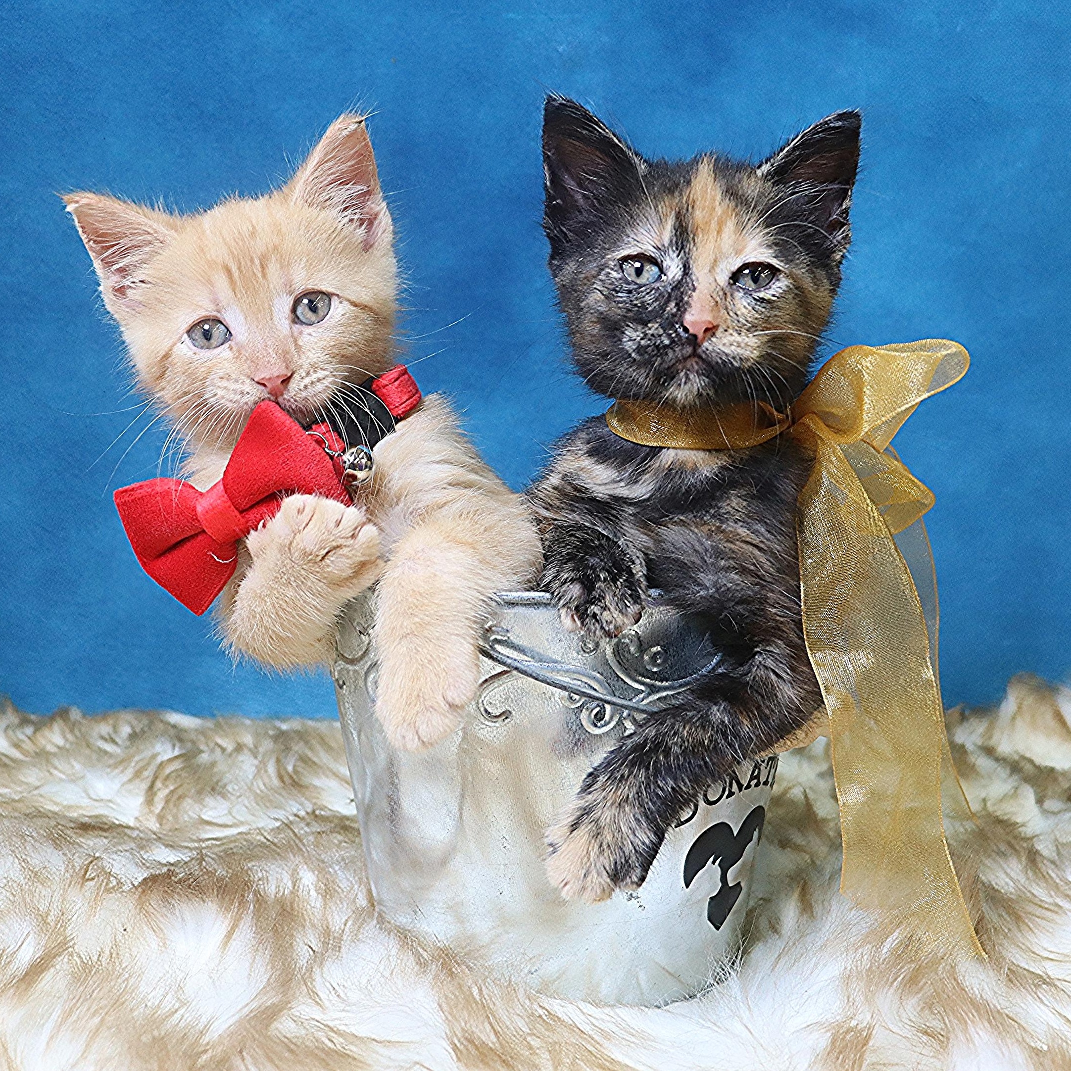 Stormy - Purrfectly Adorable 3