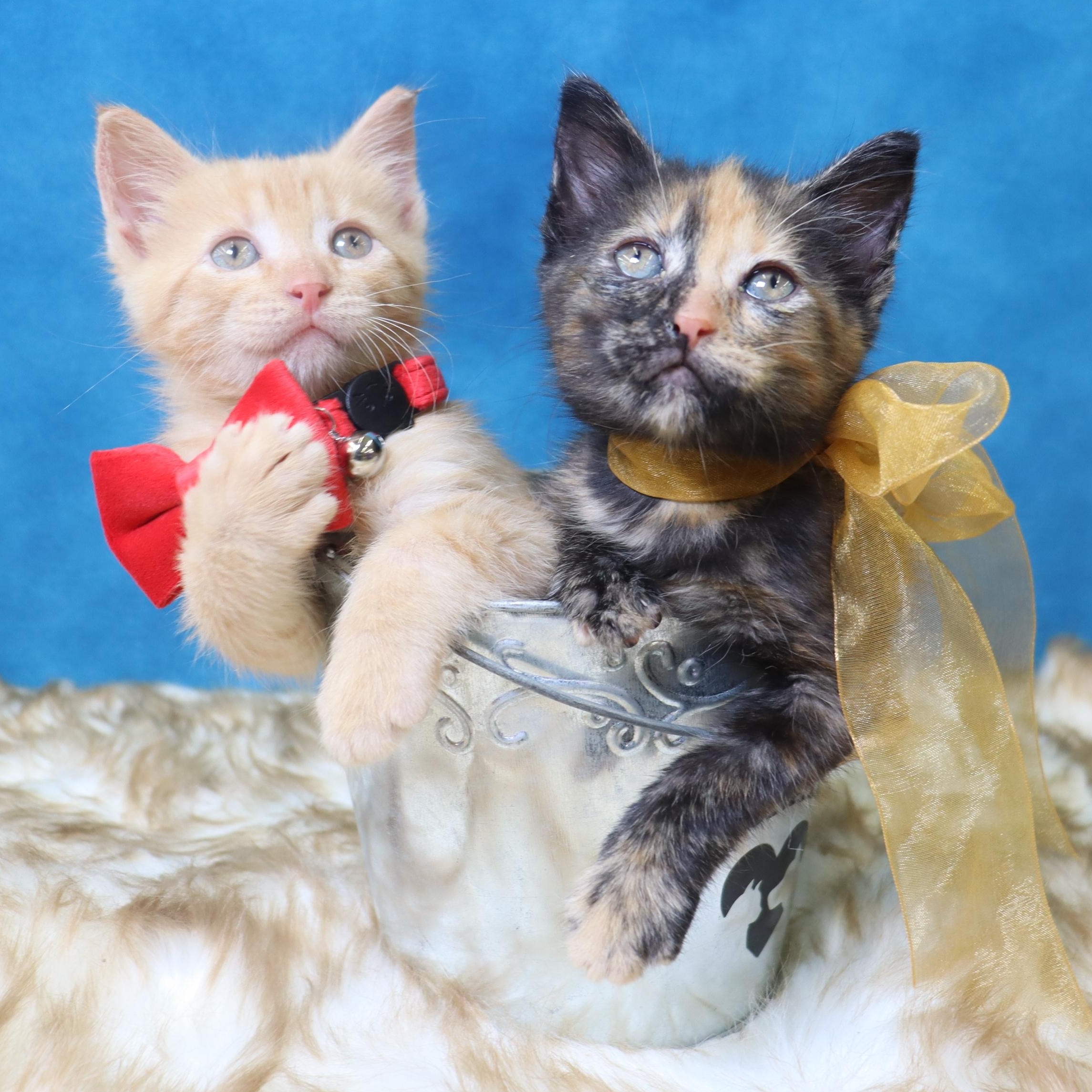 Stormy - Purrfectly Adorable 4