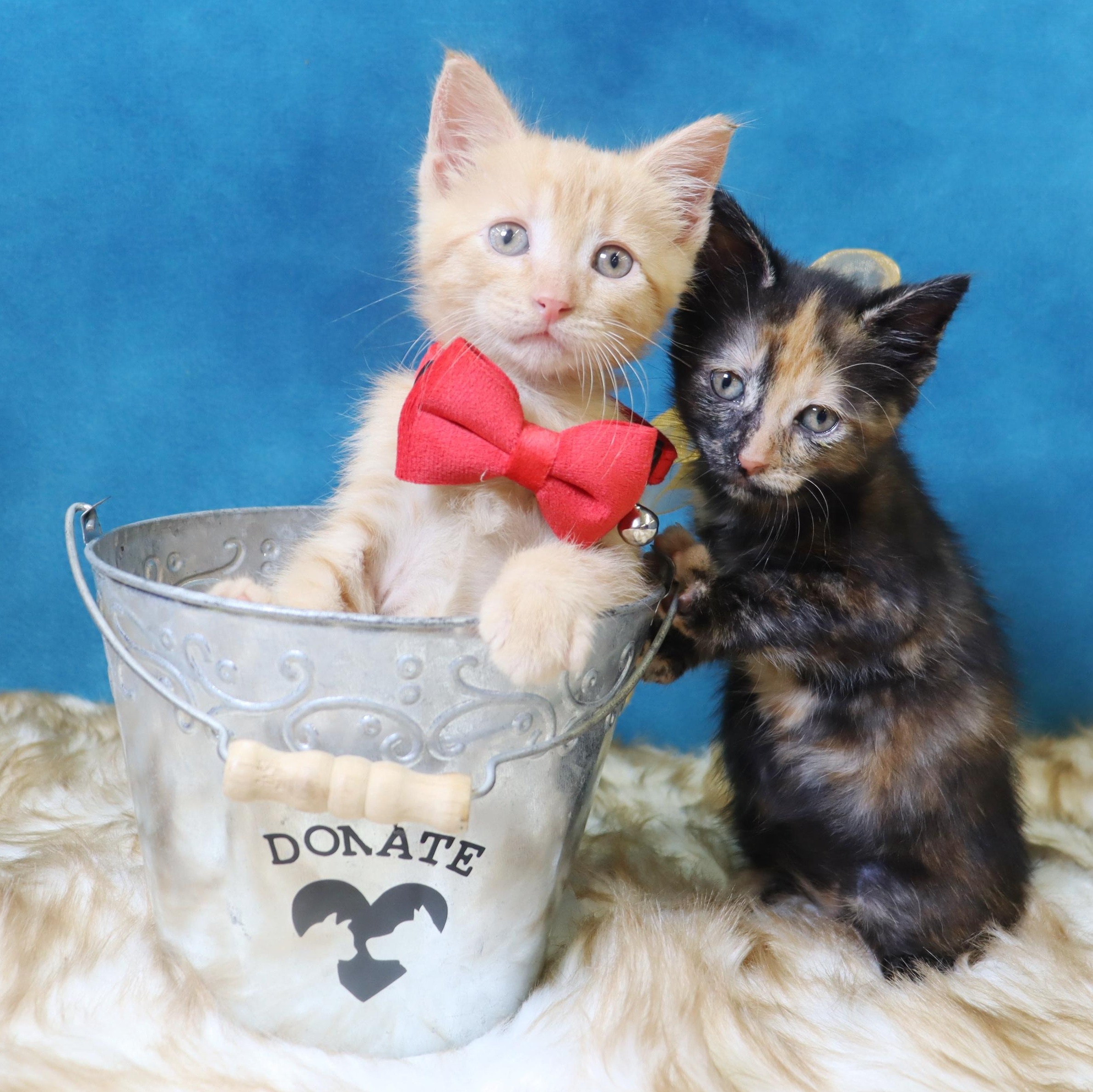 Stormy - Purrfectly Adorable 5