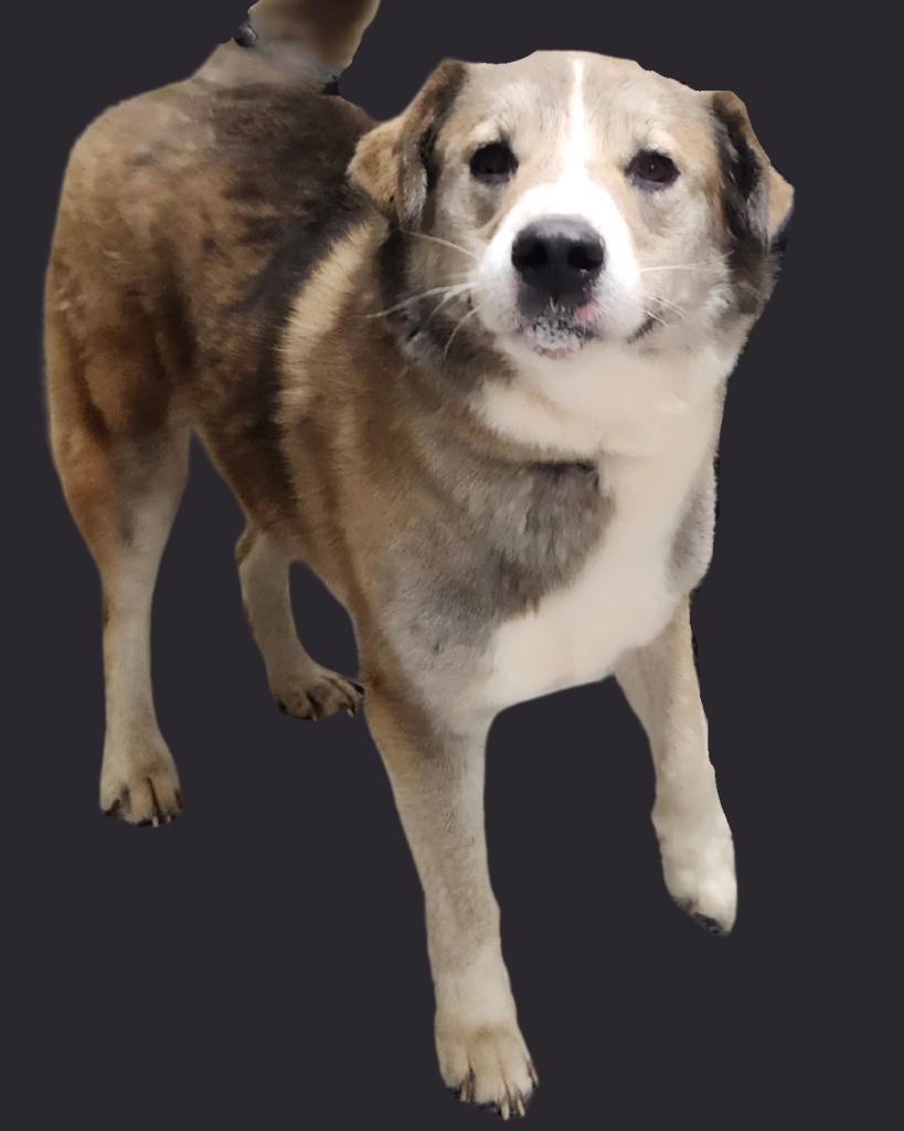 JACKSON, Adoptable, Adult Male Great Pyrenees & Shepherd.