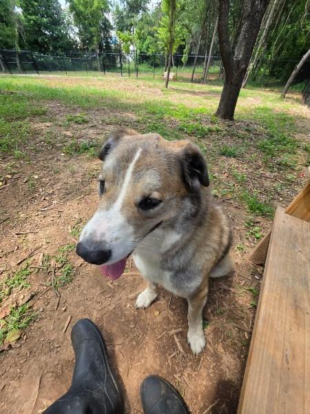 Enlarge JACKSON, a Adoptable mixed breed in Athens, AL image 2/6