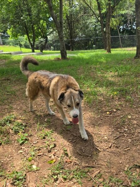 Enlarge JACKSON, a Adoptable mixed breed in Athens, AL image 3/6