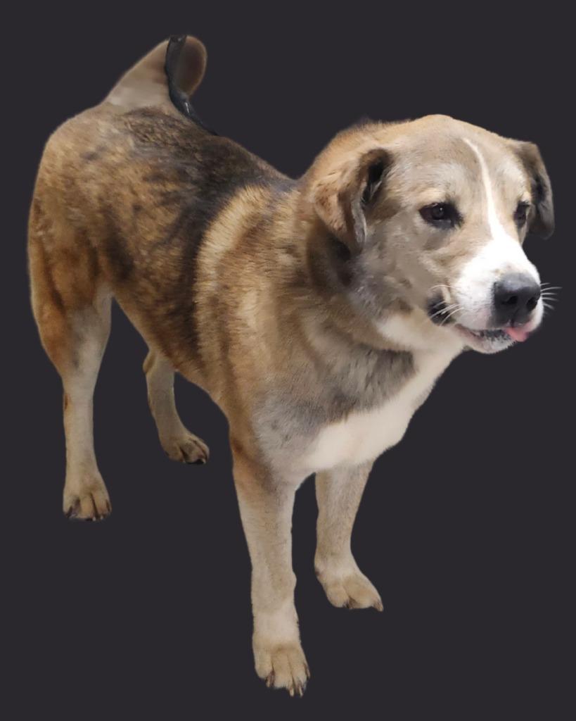Enlarge JACKSON, a Adoptable mixed breed in Athens, AL image 4/6