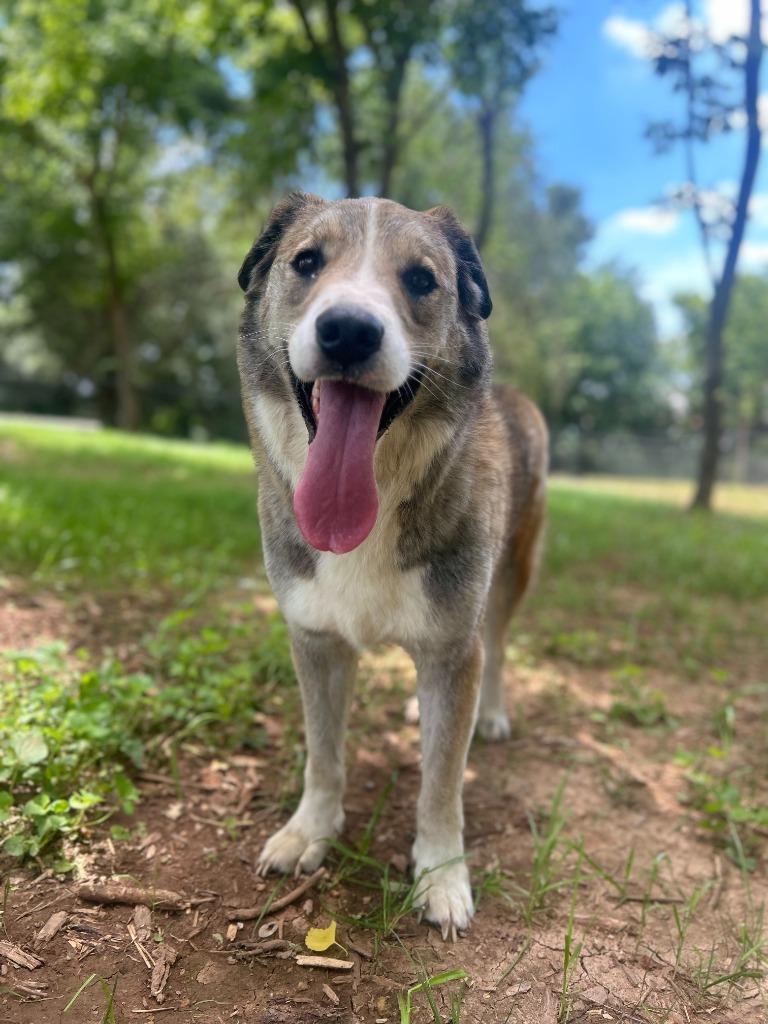 Enlarge JACKSON, a Adoptable mixed breed in Athens, AL image 5/6