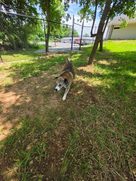 Enlarge JACKSON, a Adoptable mixed breed in Athens, AL image 6/6