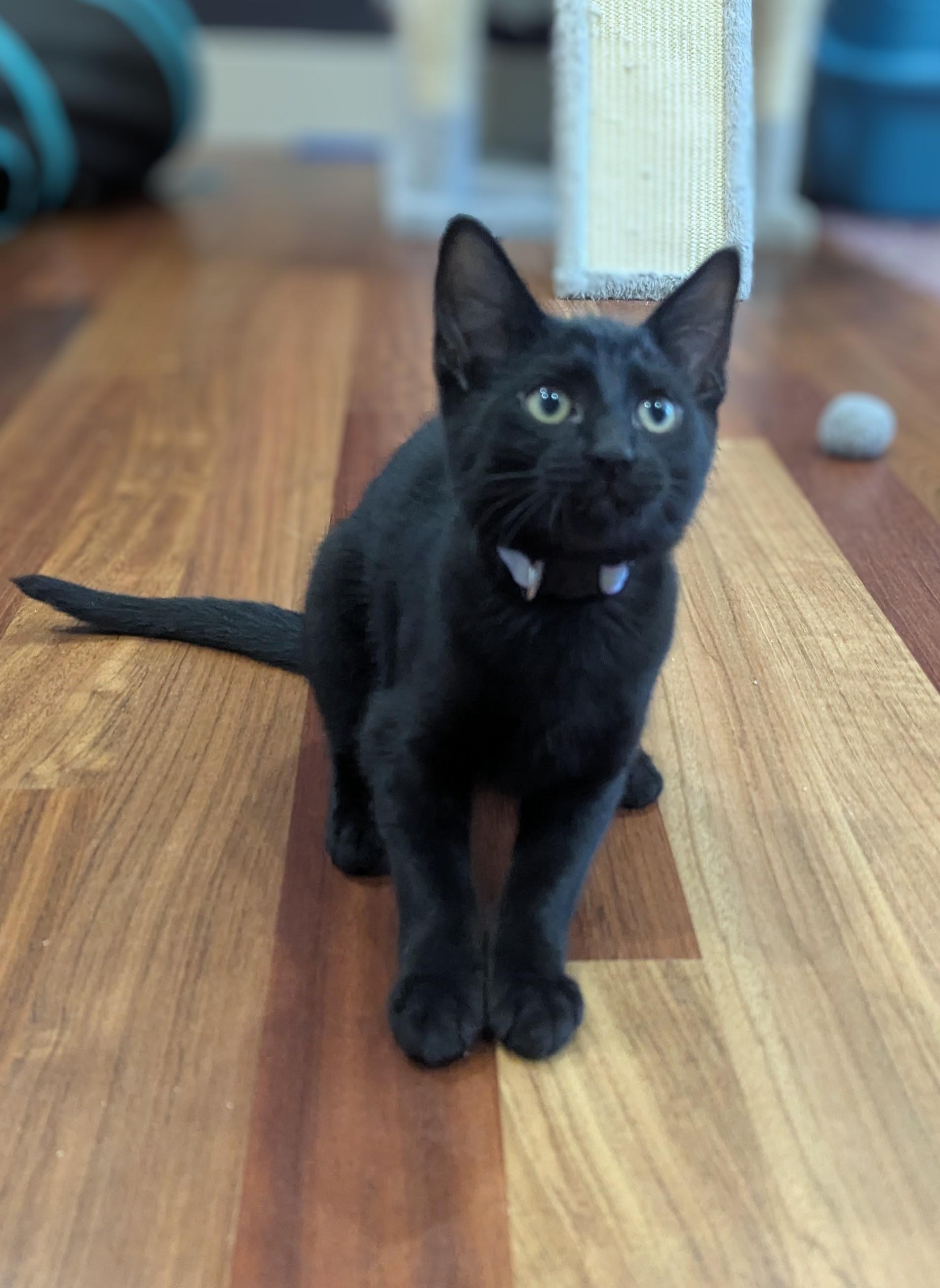 Merlin, a ADOPTABLE Domestic Short Hair in Portland, OR image 3/6