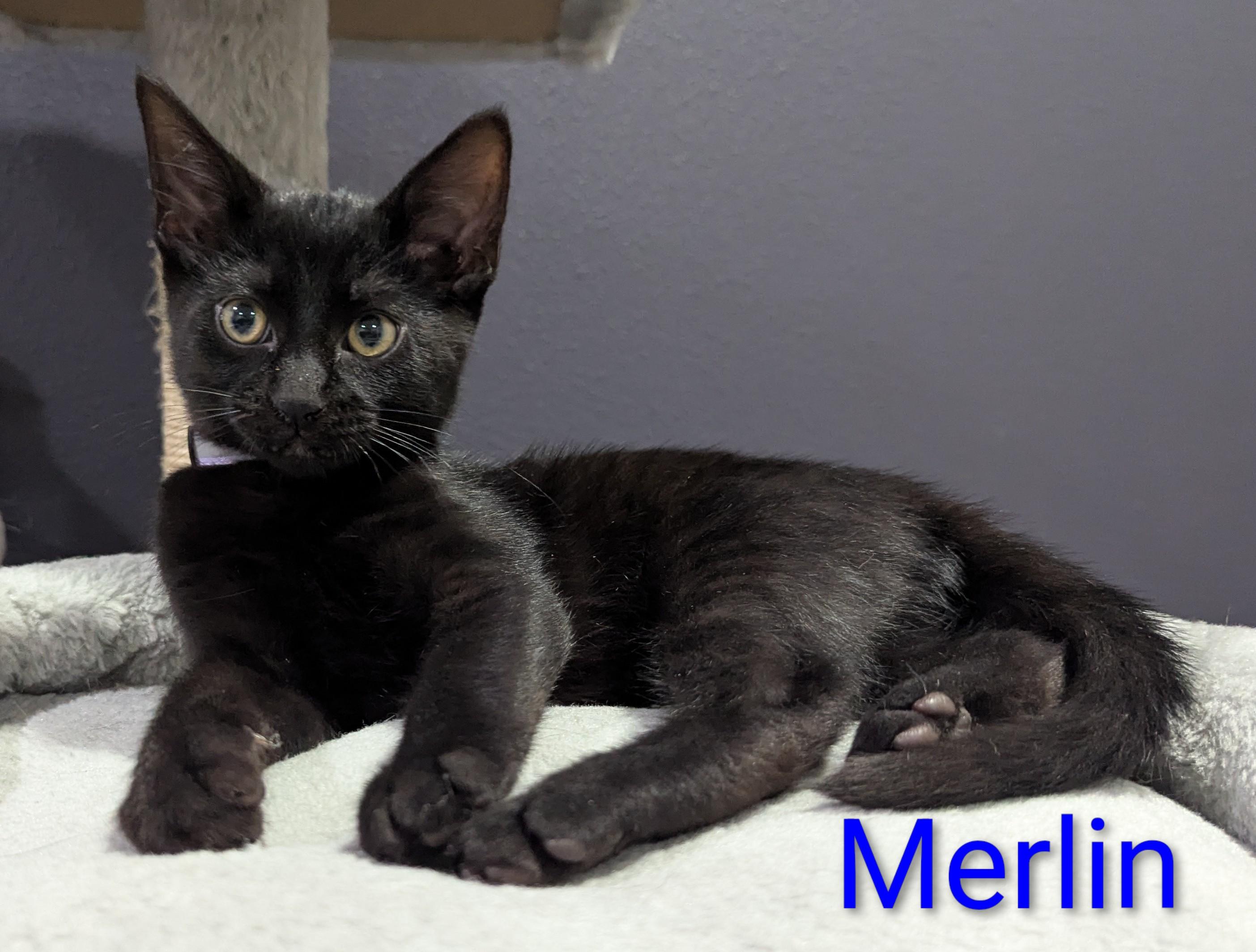 Merlin, a ADOPTABLE Domestic Short Hair in Portland, OR image 2/6