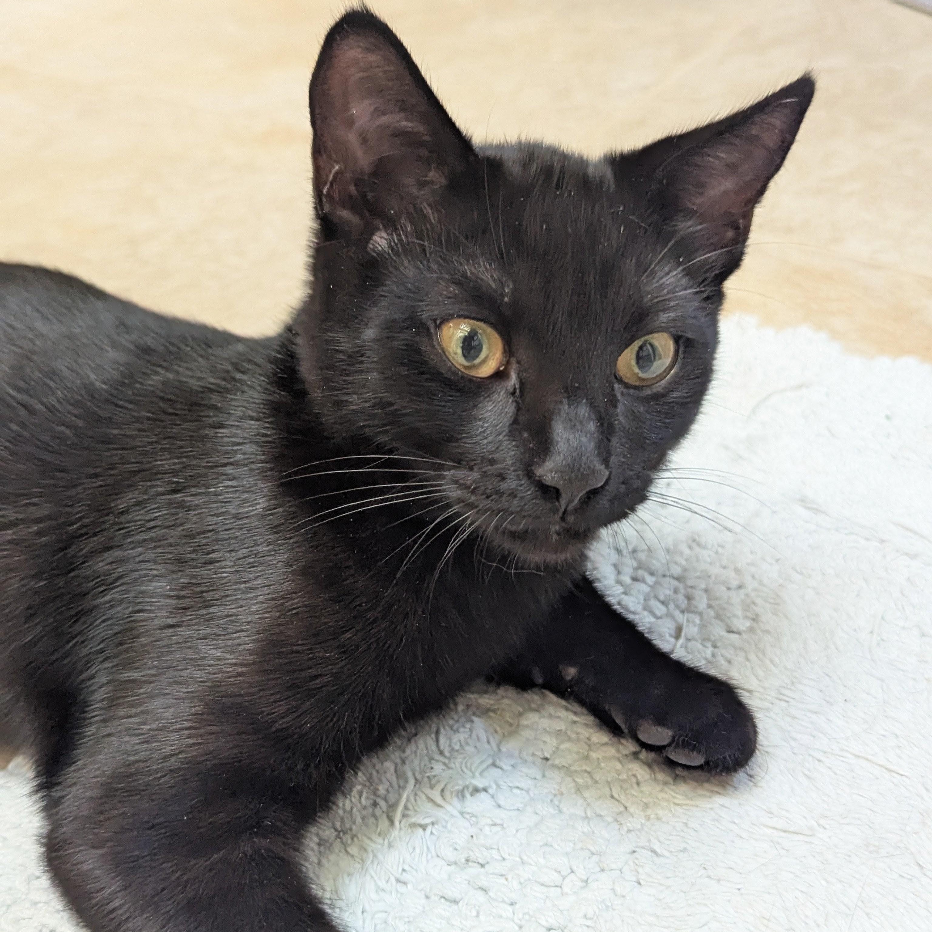 Merlin- NEW PHOTOS, a ADOPTABLE Domestic Short Hair in Portland, OR image 6/6