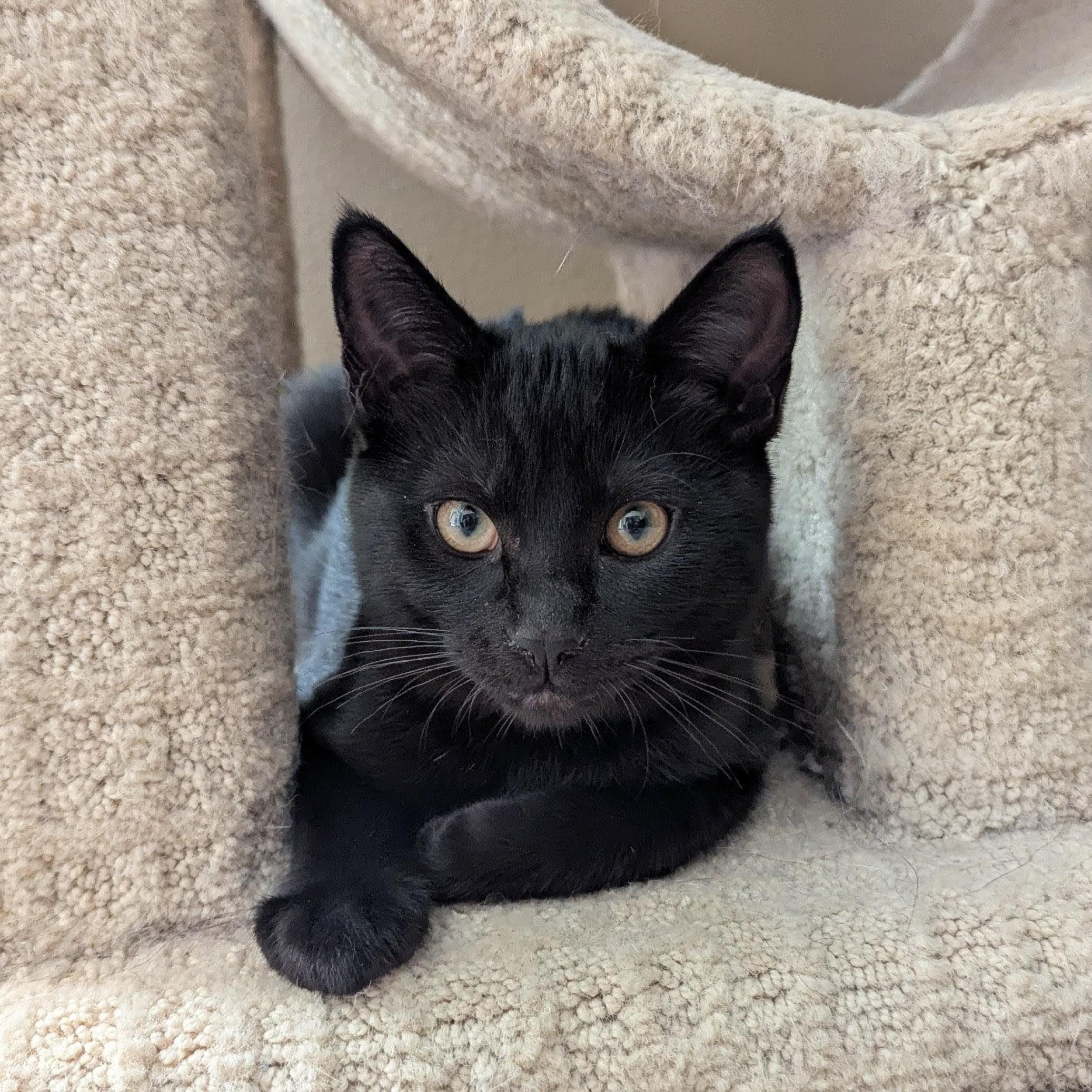 Merlin- NEW PHOTOS, a ADOPTABLE Domestic Short Hair in Portland, OR image 2/6