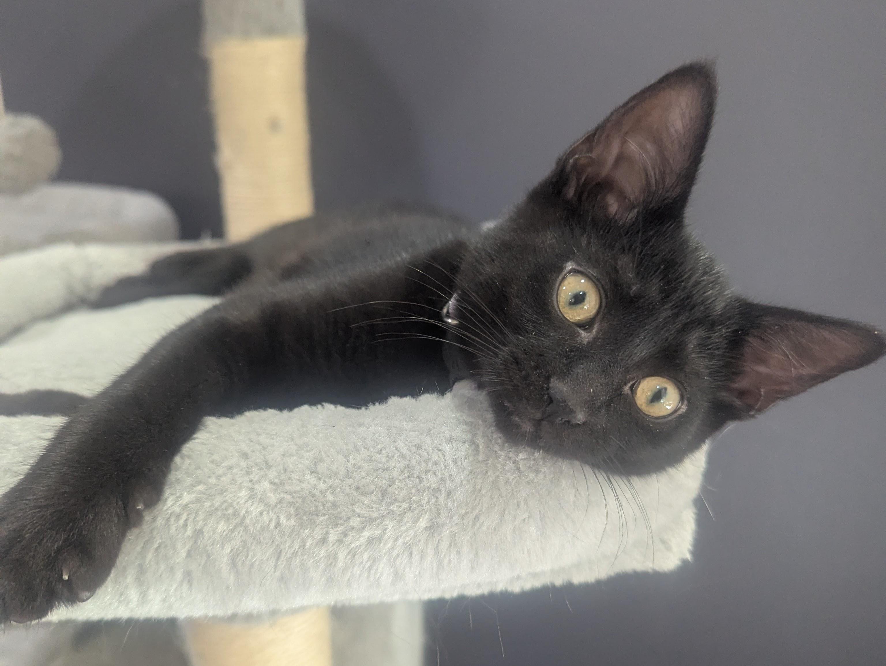 Merlin, a ADOPTABLE Domestic Short Hair in Portland, OR image 4/6