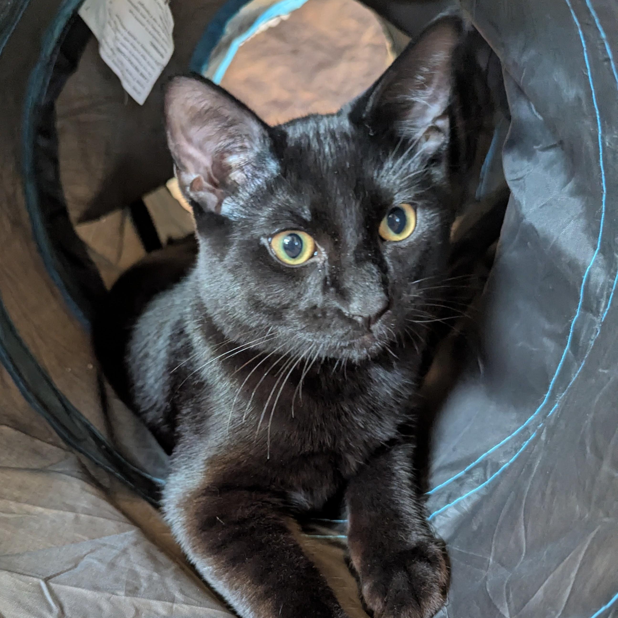 Merlin- NEW PHOTOS, a ADOPTABLE Domestic Short Hair in Portland, OR image 4/6