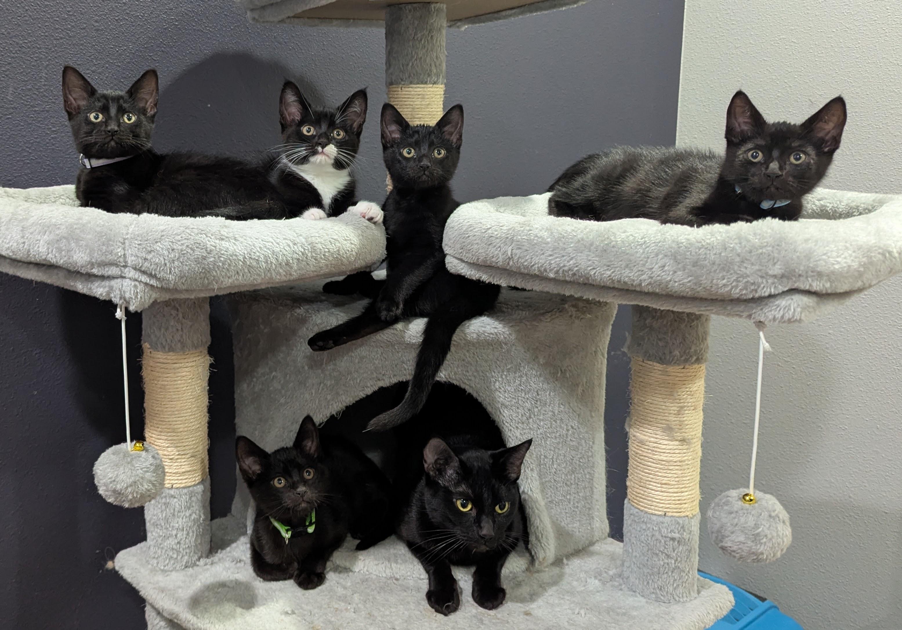 Merlin, a ADOPTABLE Domestic Short Hair in Portland, OR image 6/6