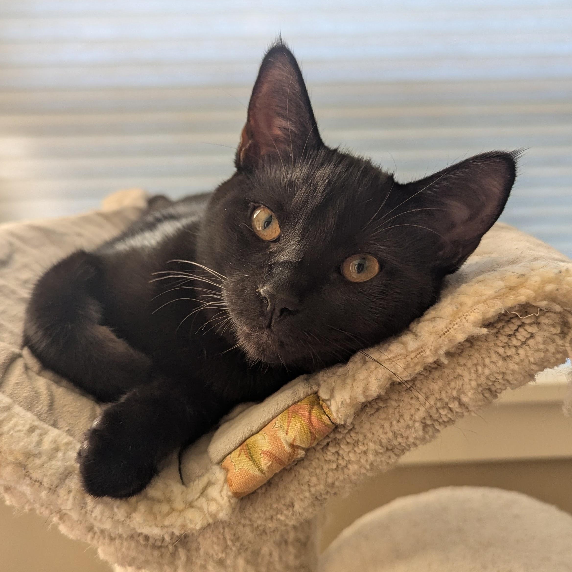 Merlin- NEW PHOTOS, ADOPTABLE, Kitten Male Domestic Short Hair.