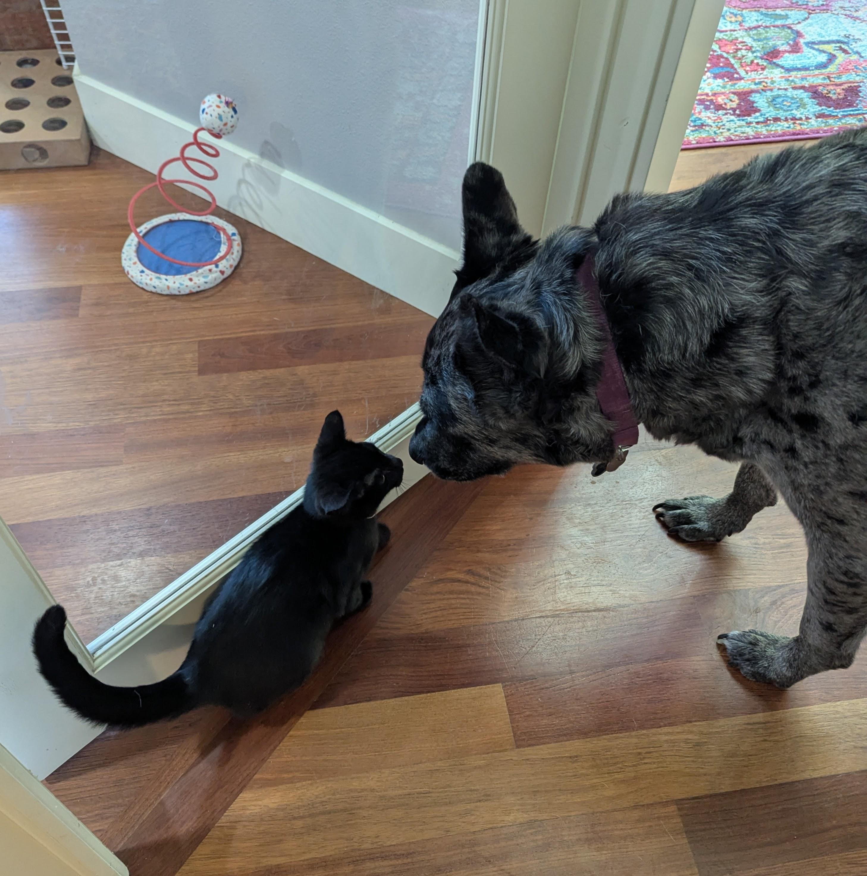 Merlin, a ADOPTABLE Domestic Short Hair in Portland, OR image 5/6