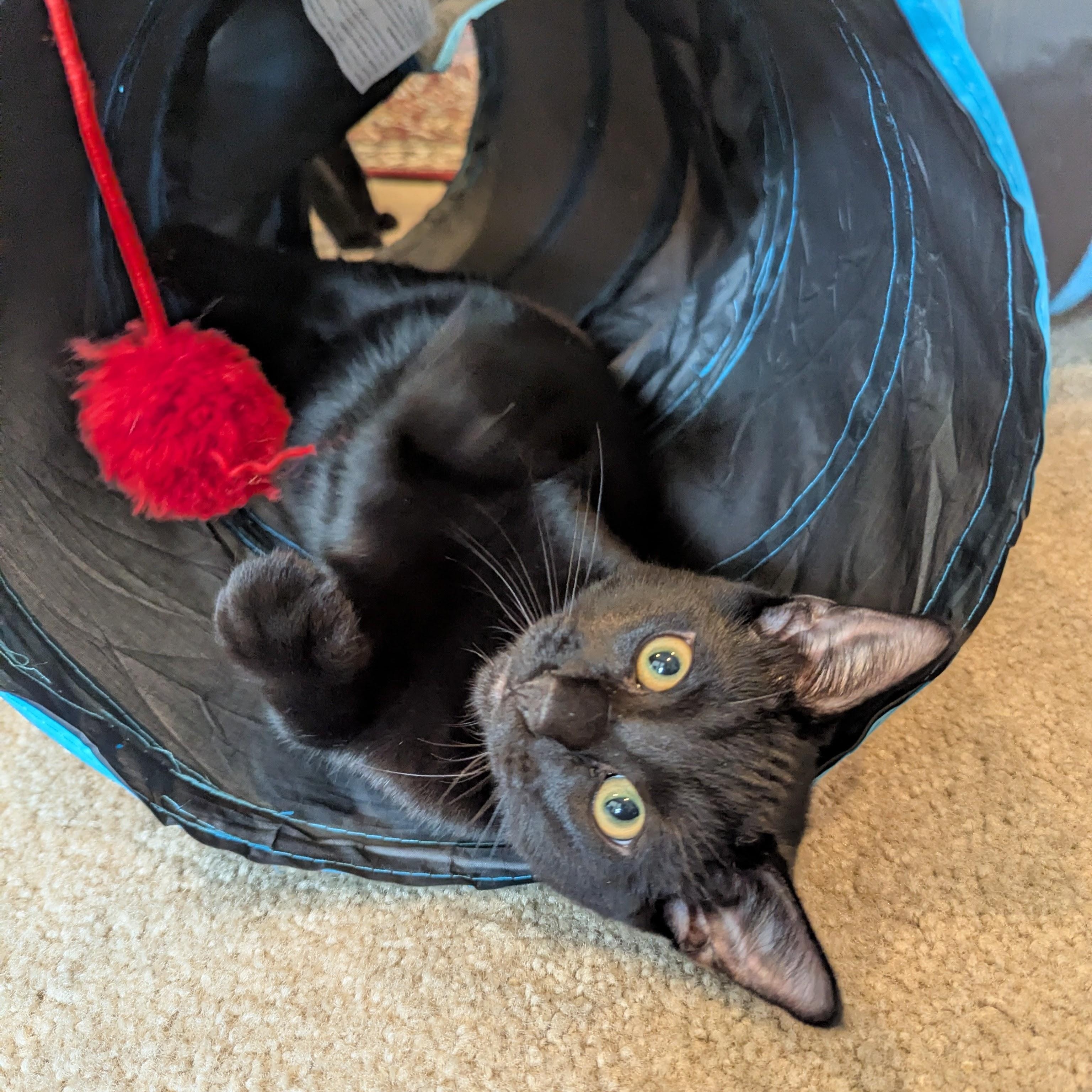 Merlin- NEW PHOTOS, a ADOPTABLE Domestic Short Hair in Portland, OR image 5/6