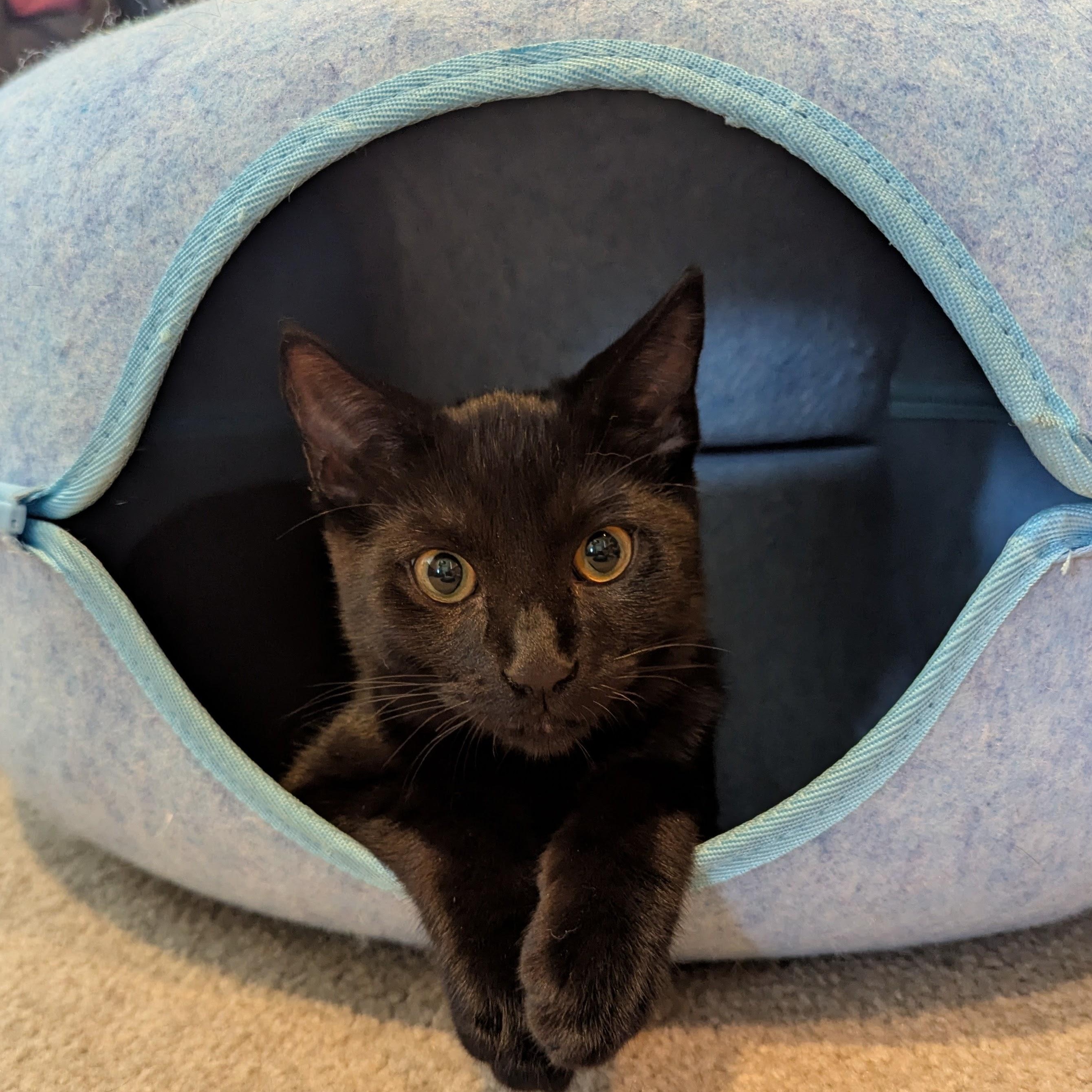 Merlin- NEW PHOTOS, a ADOPTABLE Domestic Short Hair in Portland, OR image 3/6