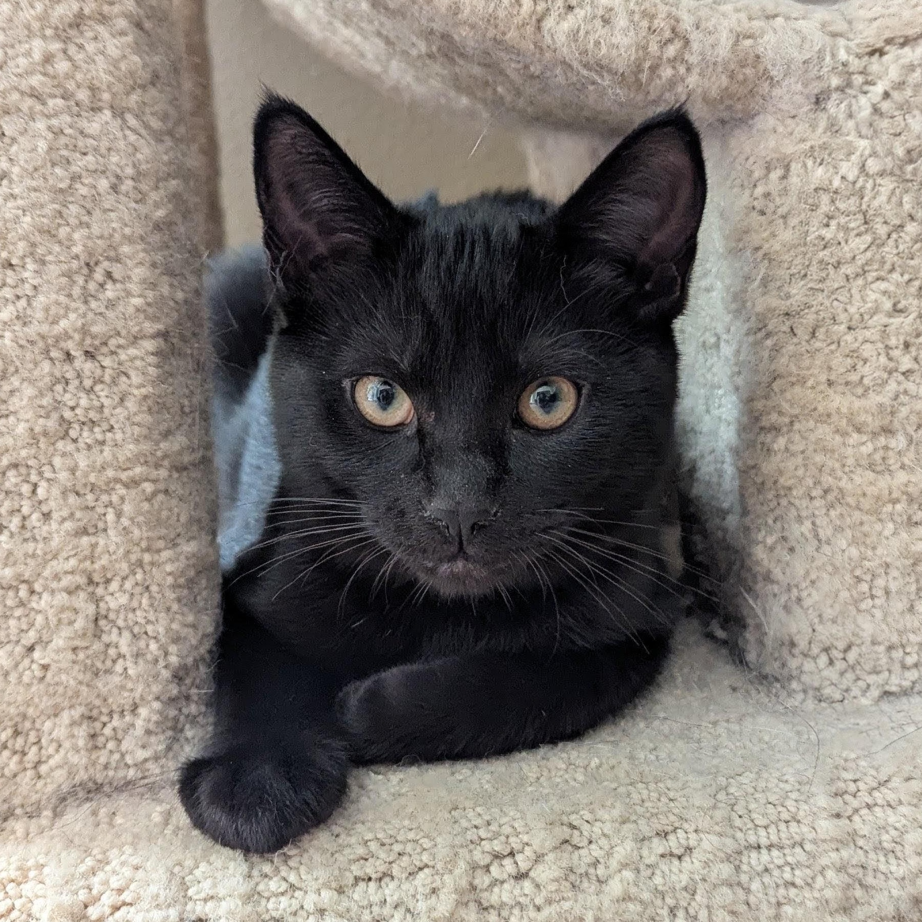 Merlin, a ADOPTABLE Domestic Short Hair in Portland, OR image 1/6