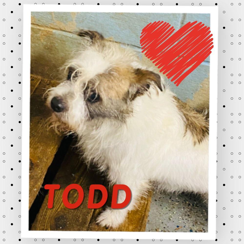 Todd, Adoptable, Adult Male Jack Russell Terrier.