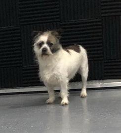 Todd, a Adoptable Jack Russell Terrier in Columbia, TN image 2/6