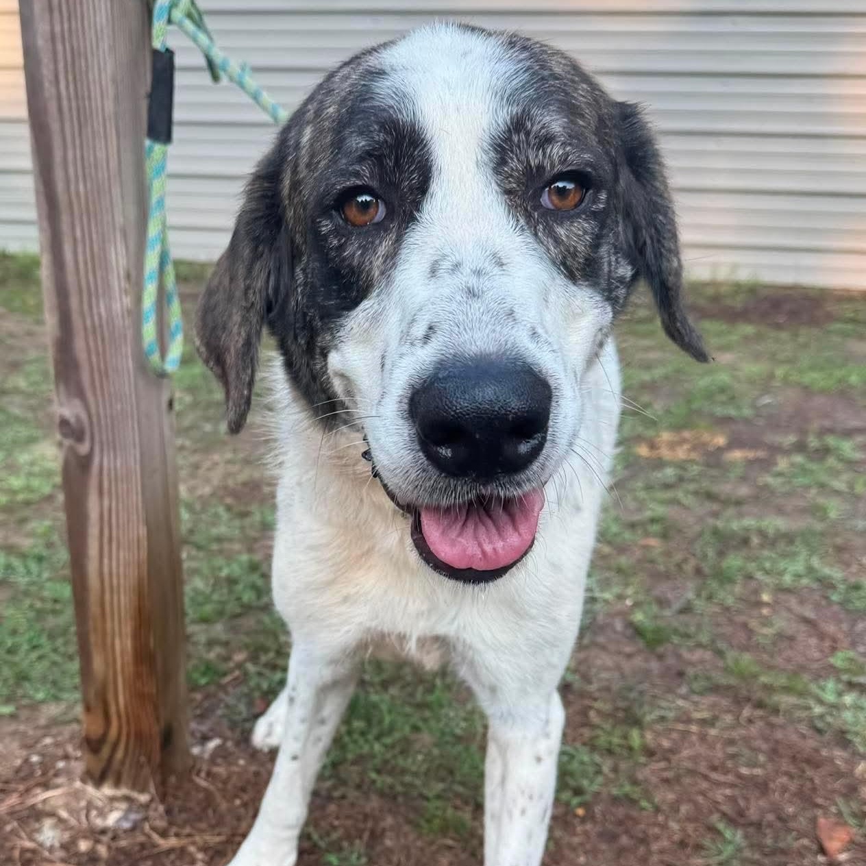 Enlarge Bindi, a ADOPTABLE mixed breed in Wando, SC image 3/6