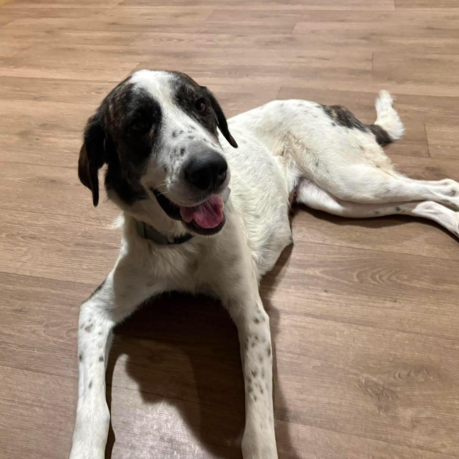 Enlarge Bindi, a ADOPTABLE mixed breed in Wando, SC image 2/6