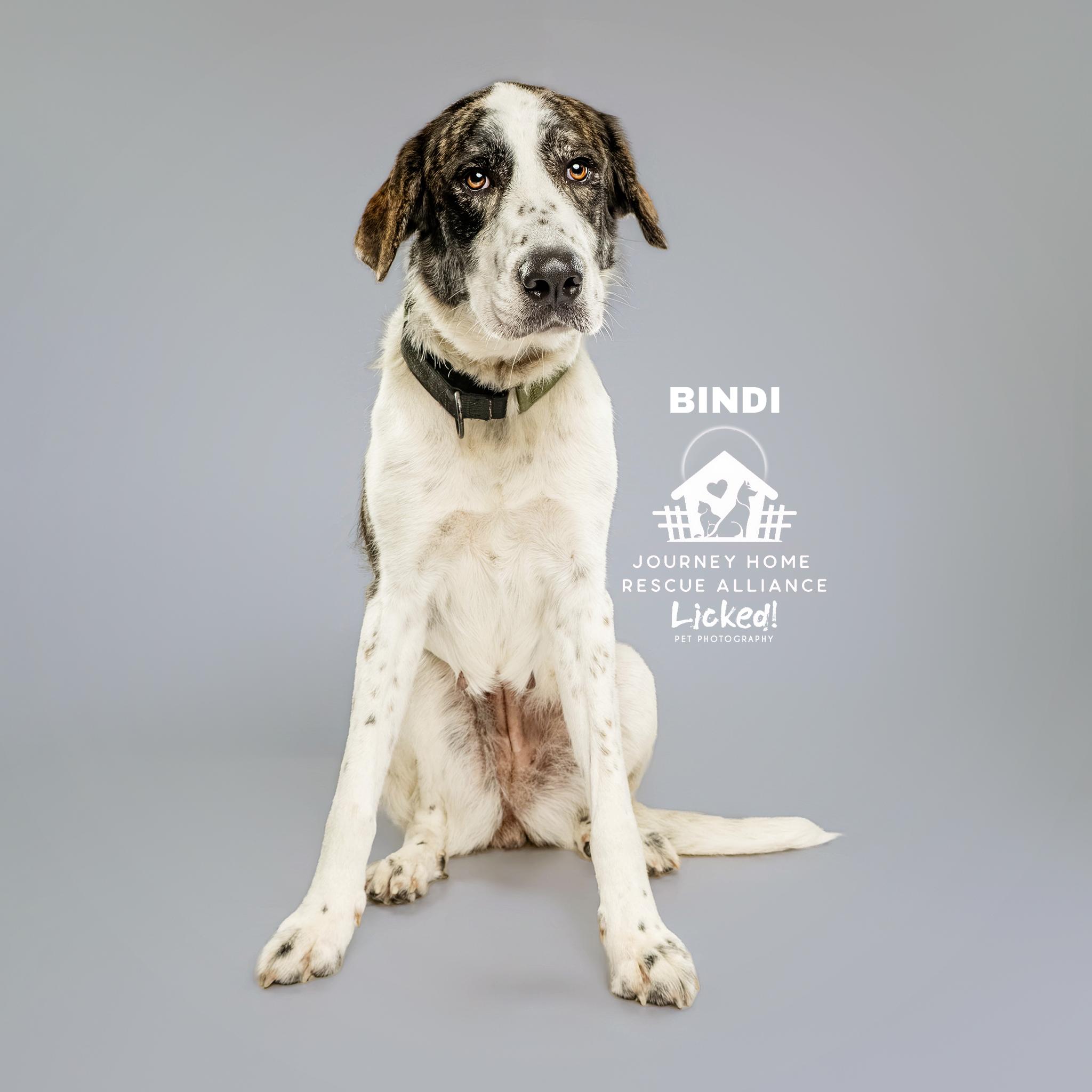Enlarge Bindi, a ADOPTABLE mixed breed in Wando, SC image 6/6