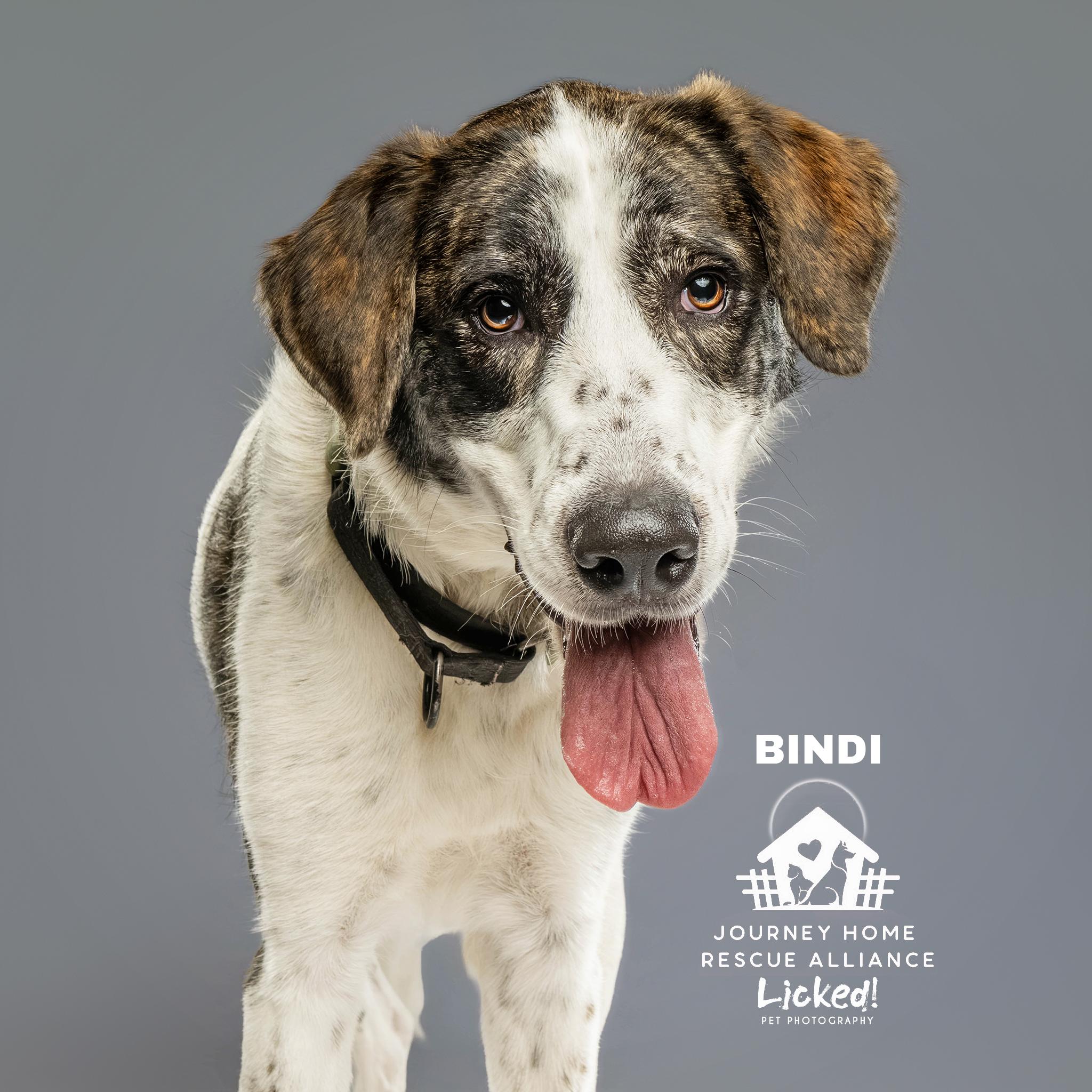 Enlarge Bindi, a ADOPTABLE mixed breed in Wando, SC image 5/6