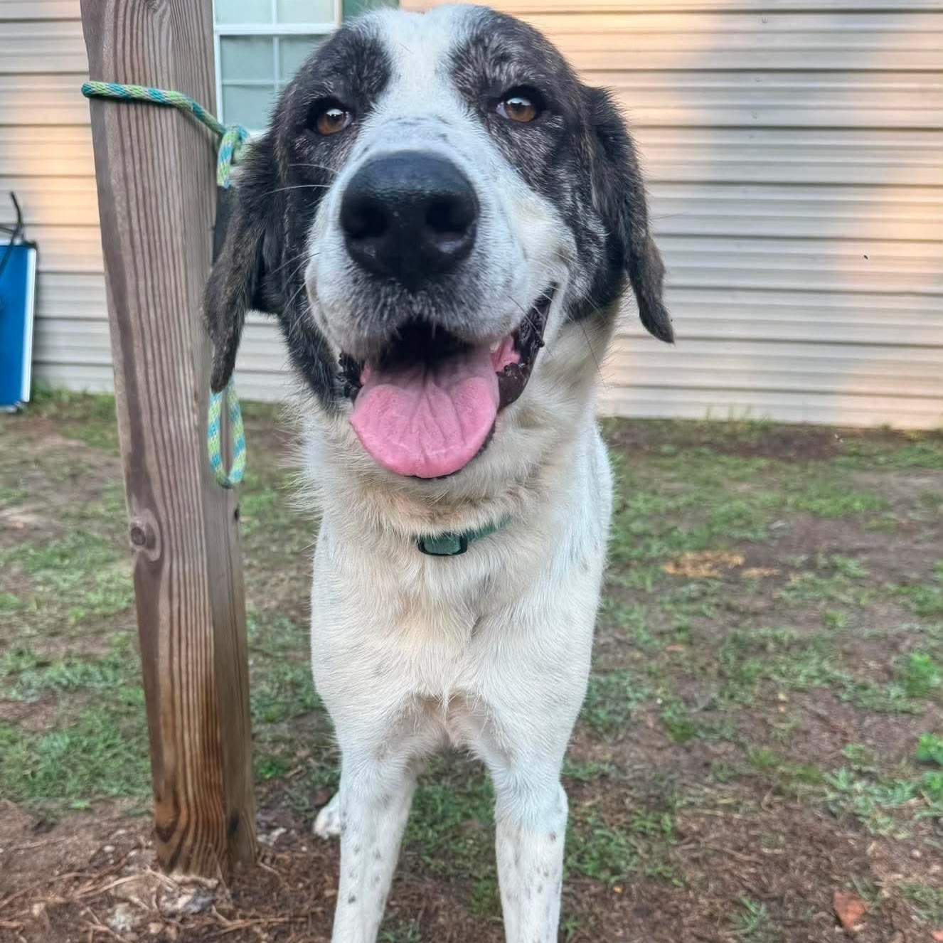 Enlarge Bindi, a ADOPTABLE mixed breed in Wando, SC image 4/6