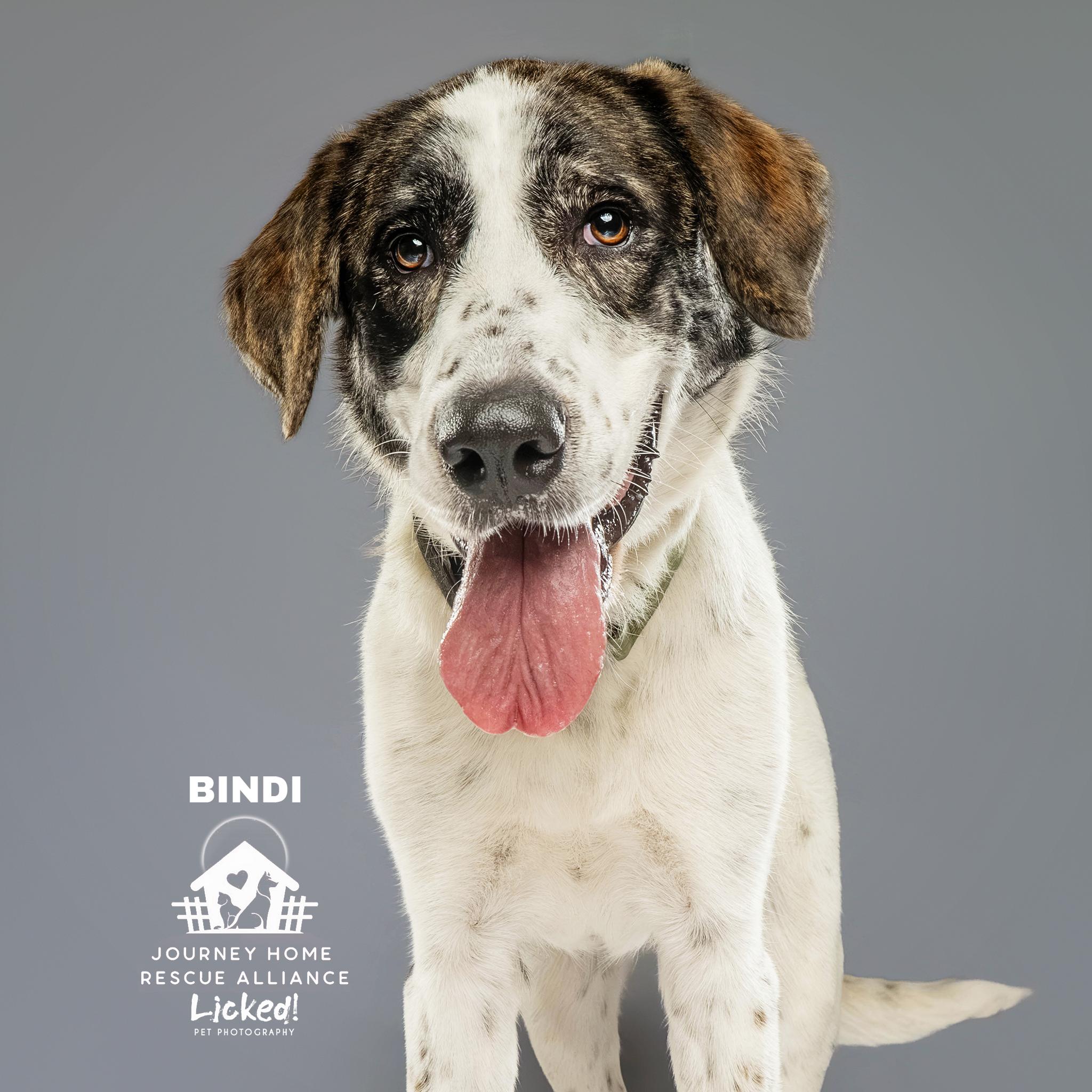 Bindi, ADOPTABLE, Young Female Mixed Breed.