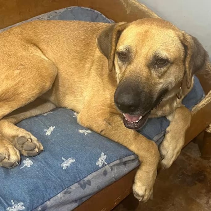 Enlarge Anna, a ADOPTABLE Mixed Breed in Nantucket, MA image 1/1