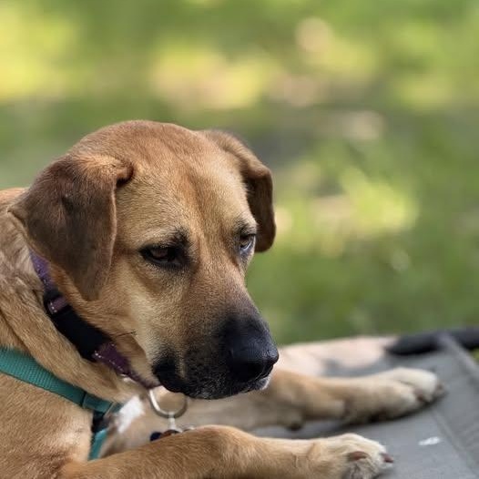 Anna (IN TRIAL ADOPTION), a ADOPTABLE Mixed Breed in Nantucket, MA image 1/3