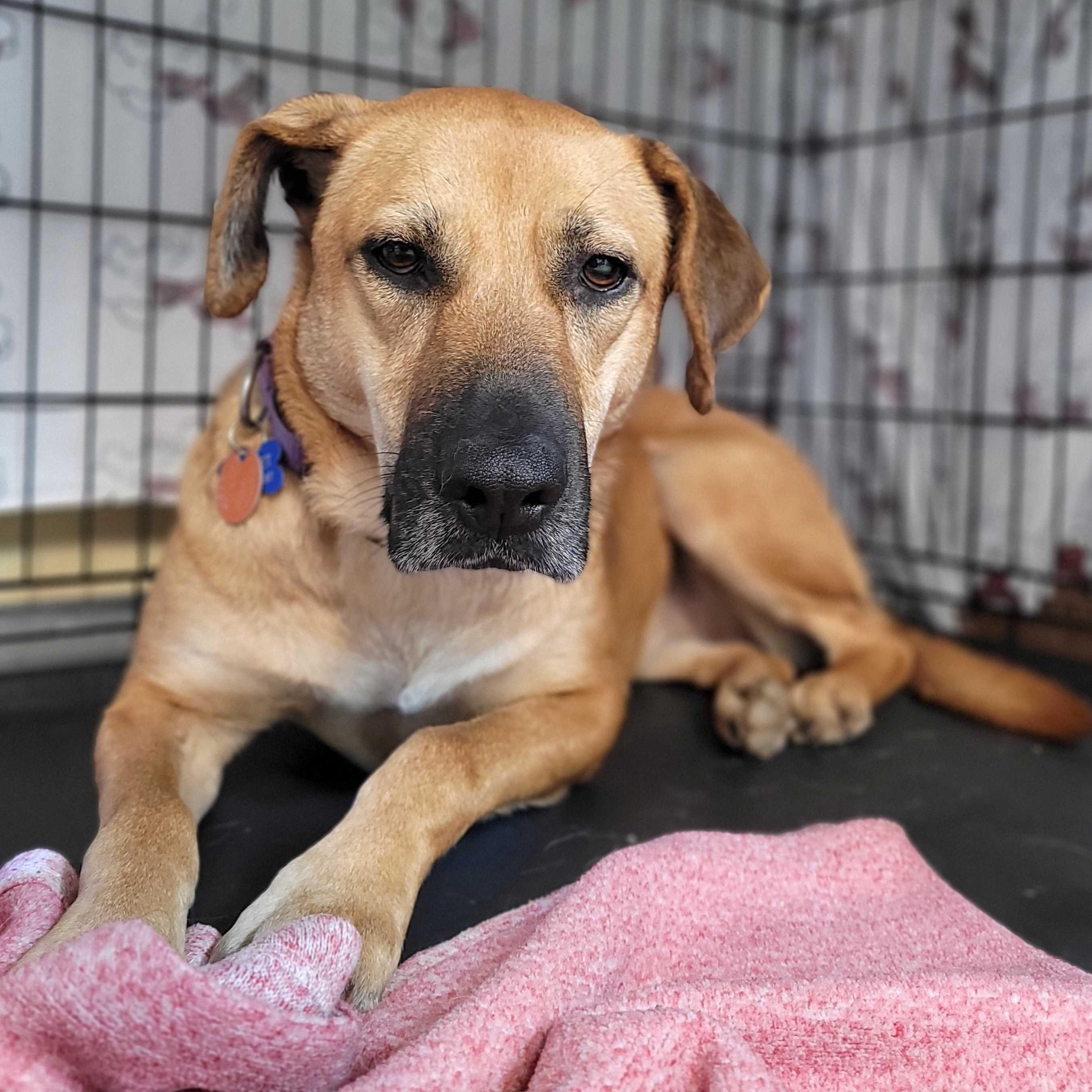 Anna (IN TRIAL ADOPTION), a ADOPTABLE Mixed Breed in Nantucket, MA image 2/3