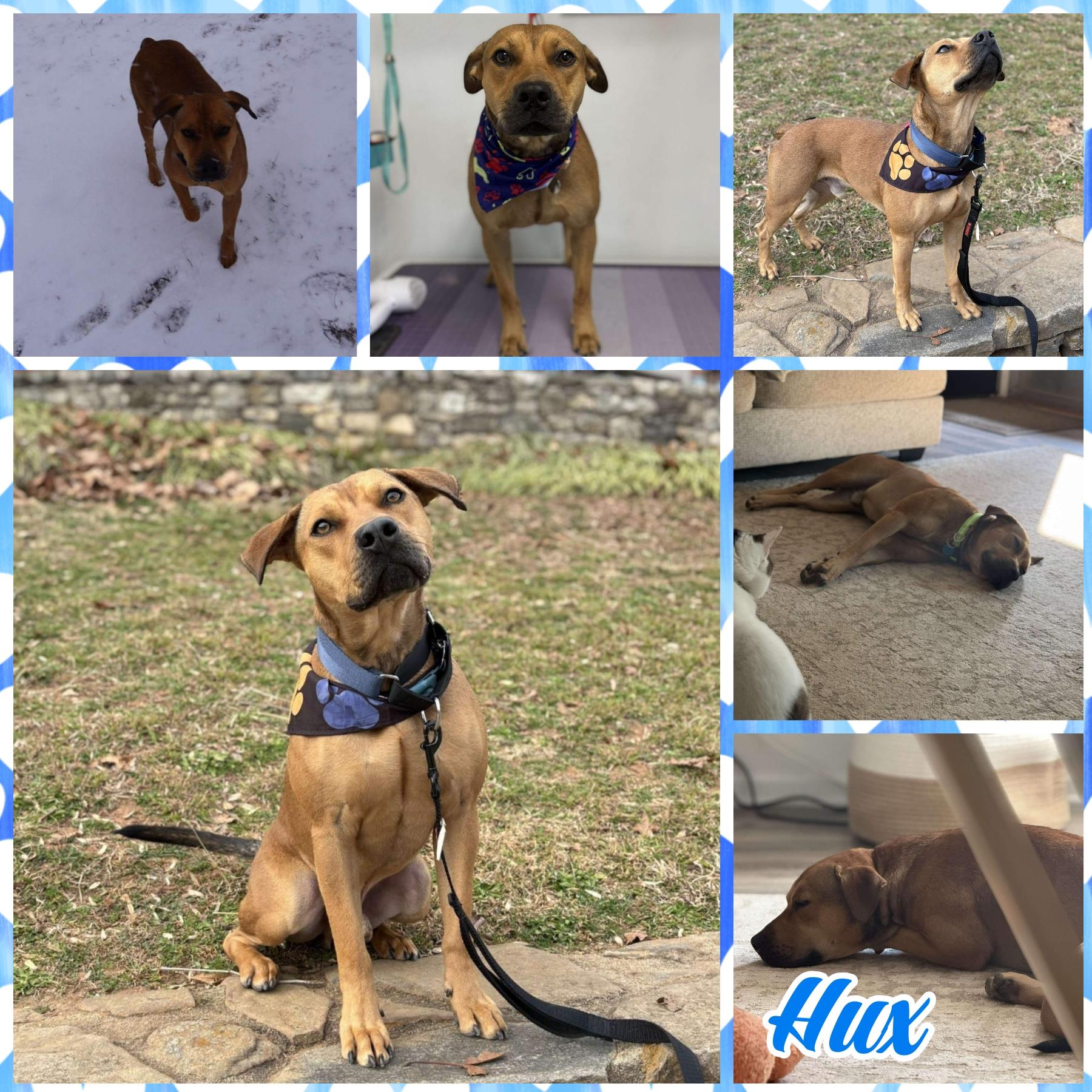 Hux, ADOPTABLE, Adult Male Pit Bull Terrier.