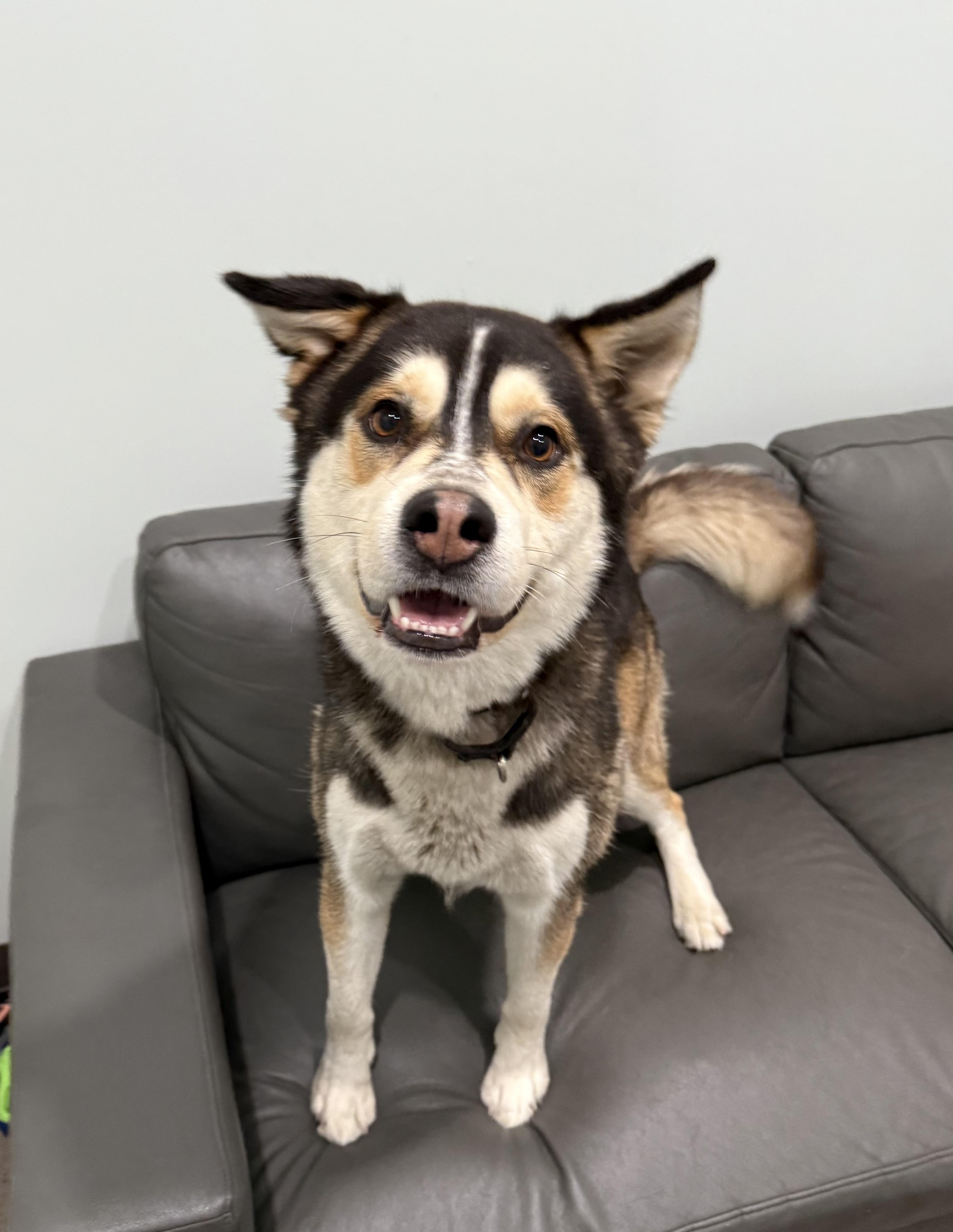 Echo- Prison Program Graduate, an adoptable Siberian Husky in Sault Sainte Marie, MI, 49783 | Photo Image 2
