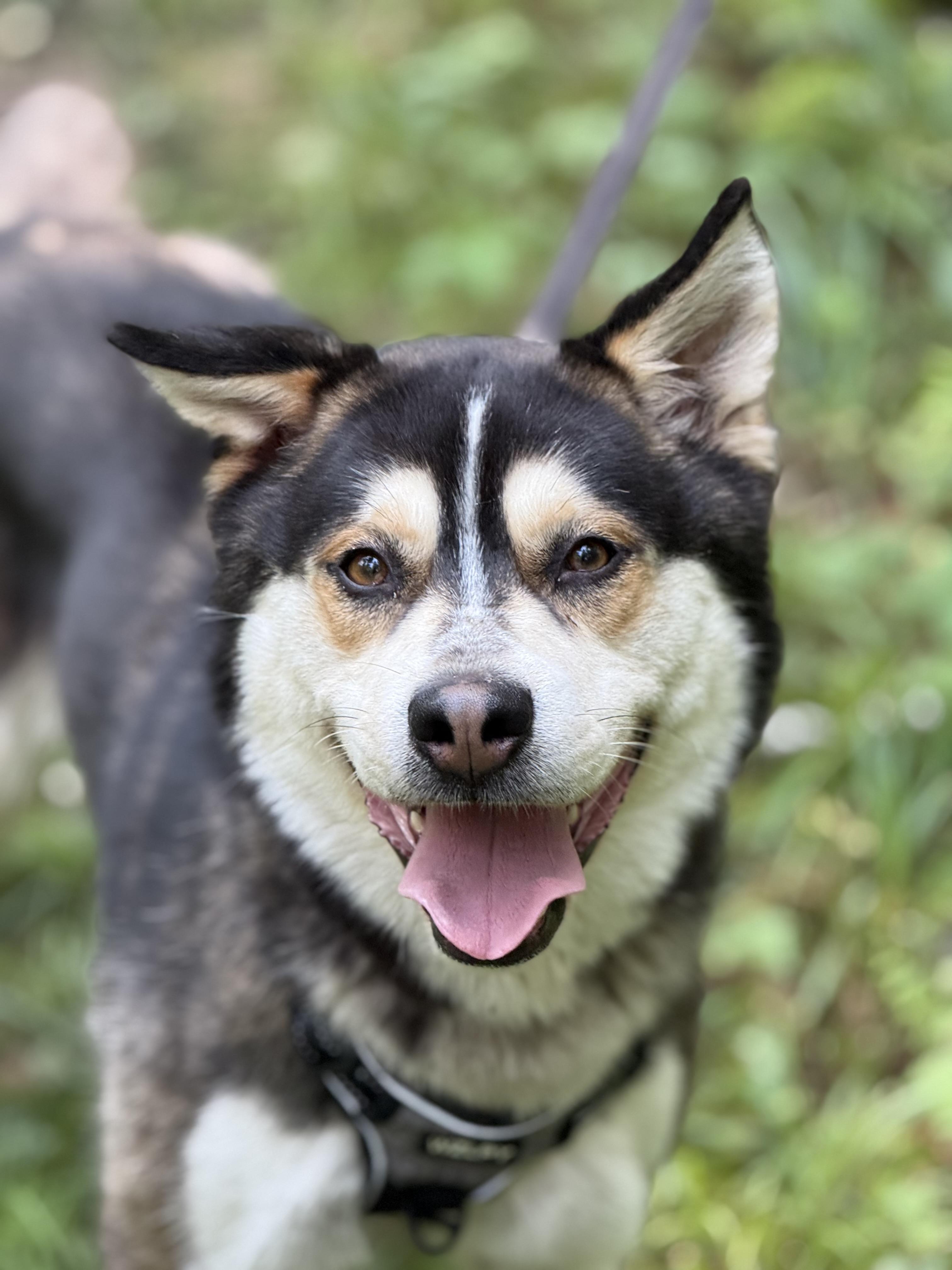 Echo- Prison Program Graduate, an adoptable Siberian Husky in Sault Sainte Marie, MI, 49783 | Photo Image 1