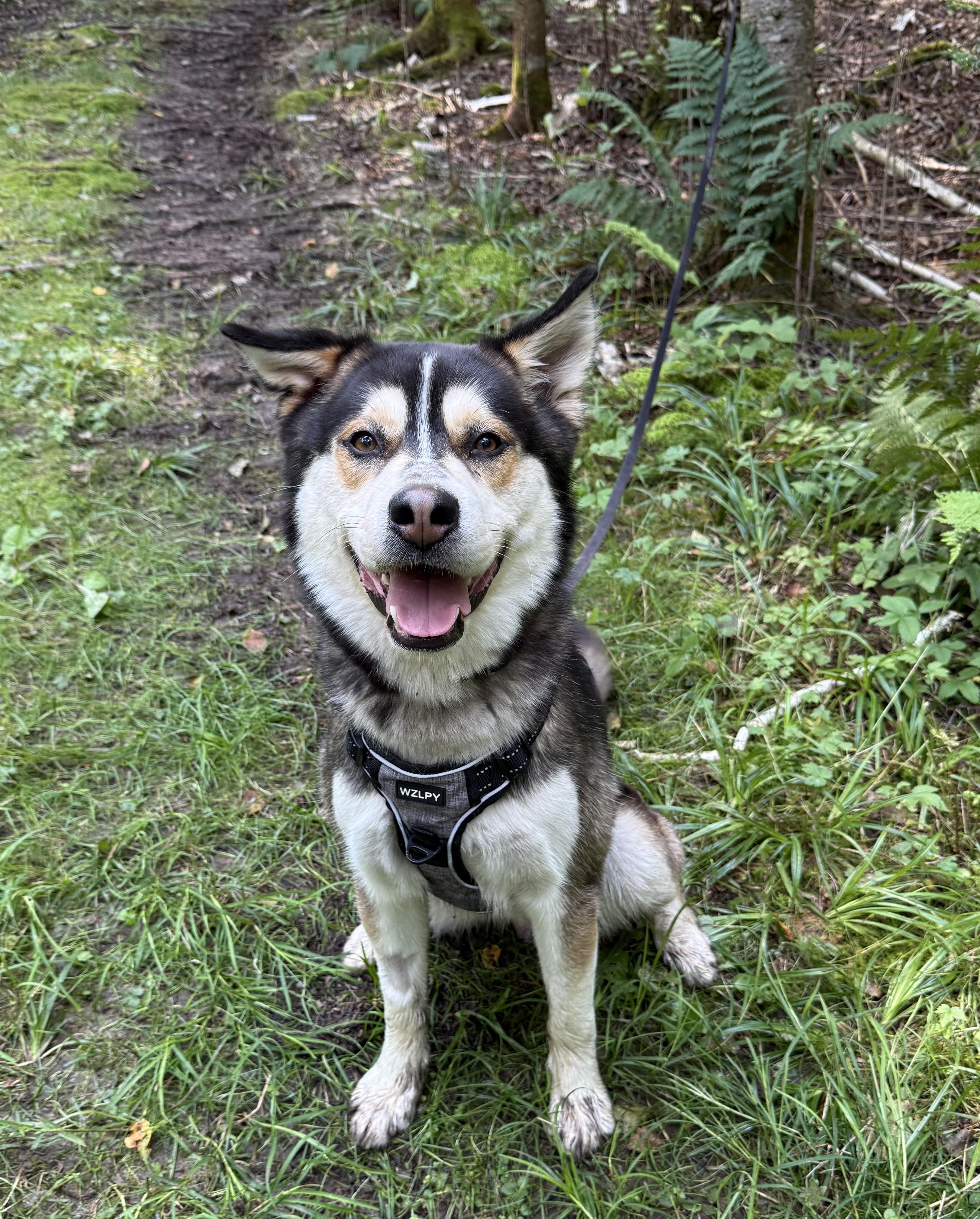 Echo- Prison Program Graduate, an adoptable Siberian Husky in Sault Sainte Marie, MI, 49783 | Photo Image 3