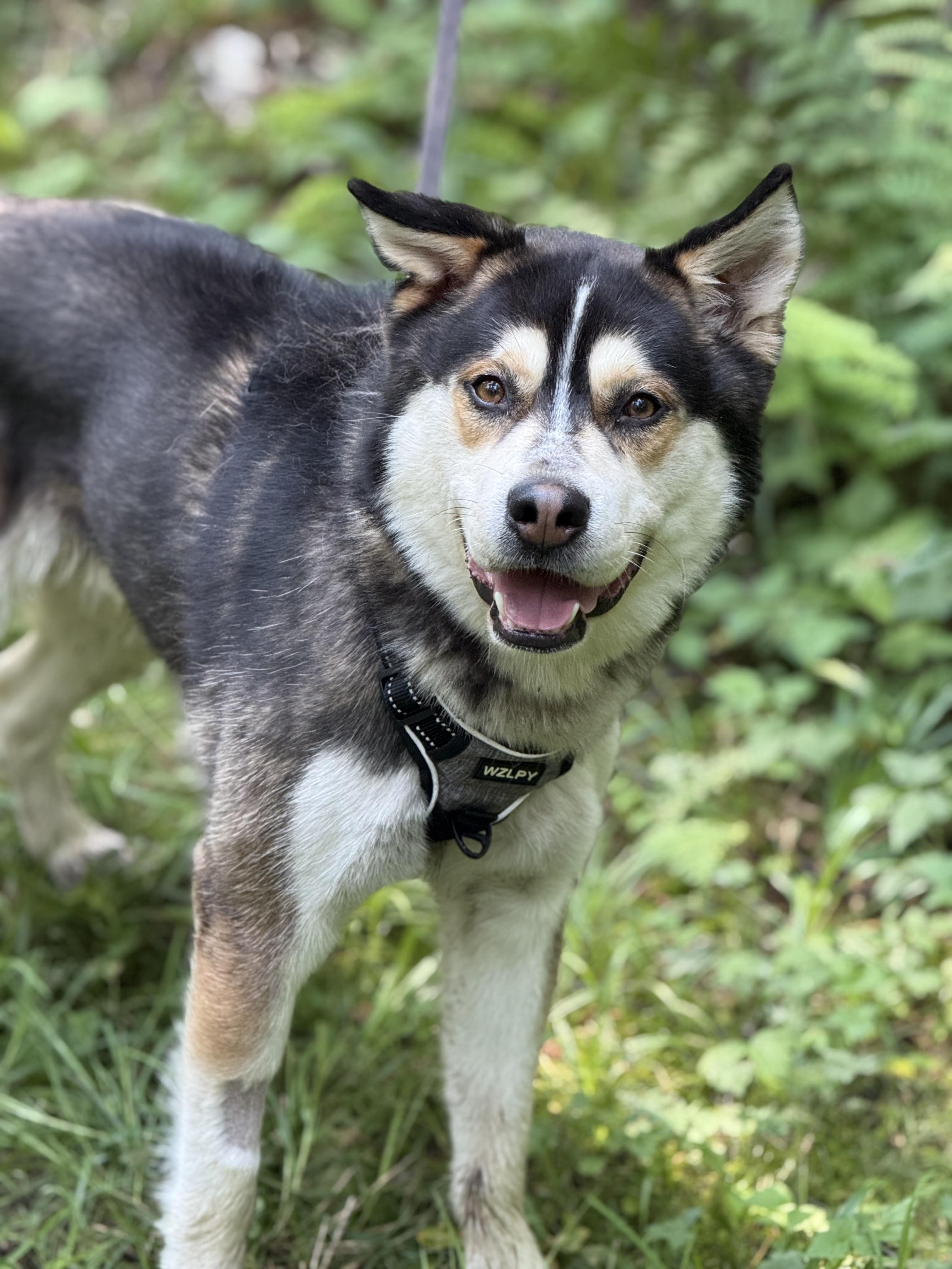 Echo- Prison Program Graduate, an adoptable Siberian Husky in Sault Sainte Marie, MI, 49783 | Photo Image 4