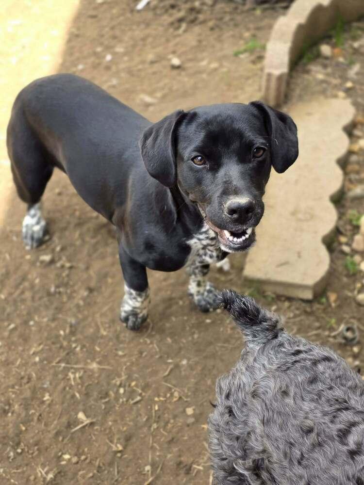 blossum, Adoptable, Young Female Mixed Breed.