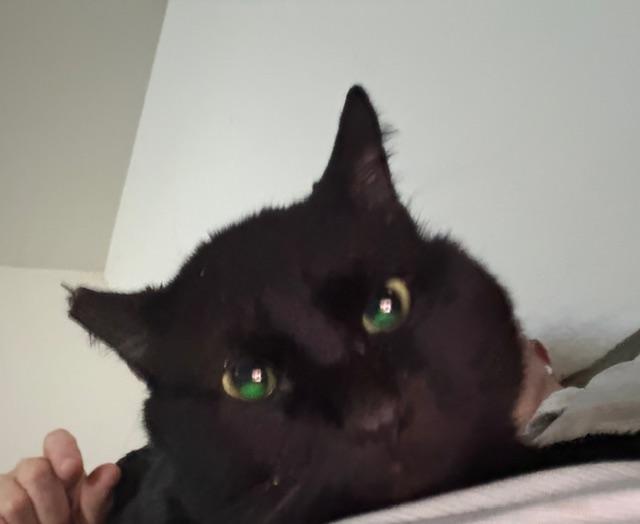 Enlarge Bruce Wayne, a ADOPTABLE Domestic Short Hair in Eugene, OR image 3/5