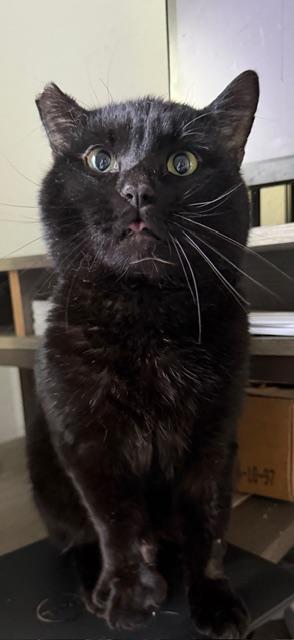 Enlarge Bruce Wayne, a ADOPTABLE Domestic Short Hair in Eugene, OR image 1/5