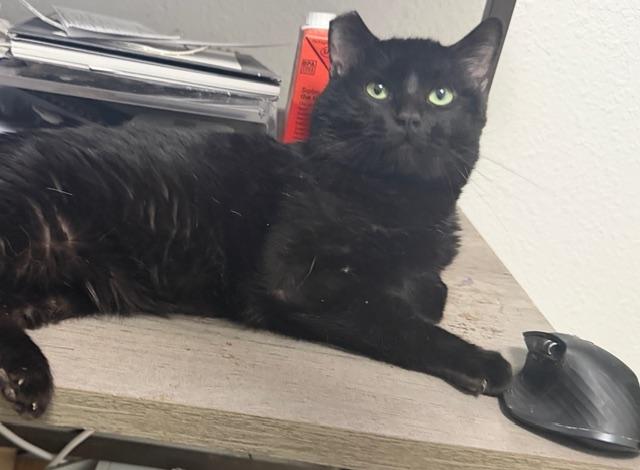 Enlarge Bruce Wayne, a ADOPTABLE Domestic Short Hair in Eugene, OR image 2/5