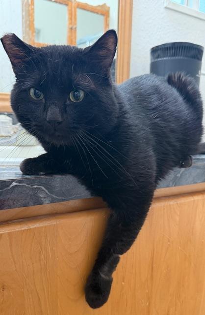 Enlarge Bruce Wayne, a ADOPTABLE Domestic Short Hair in Eugene, OR image 5/5