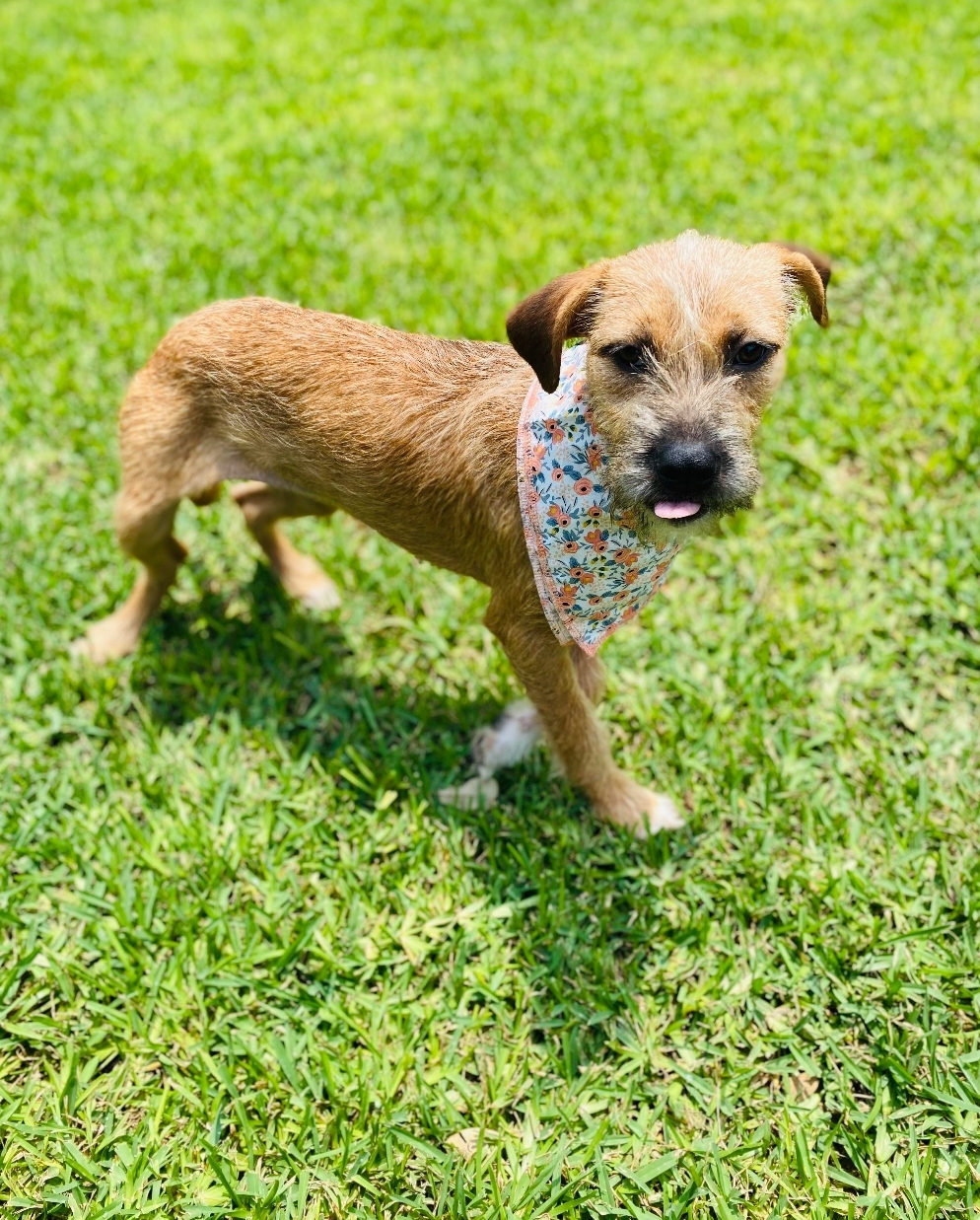 Georgia, a Adopted Border Terrier in Belton, TX image 1/3