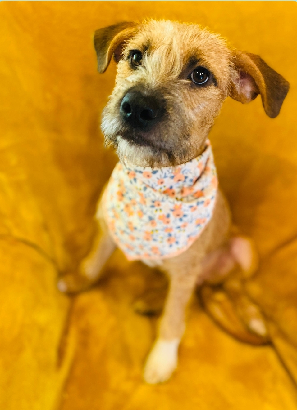 Georgia, a Adopted Border Terrier in Belton, TX image 2/3