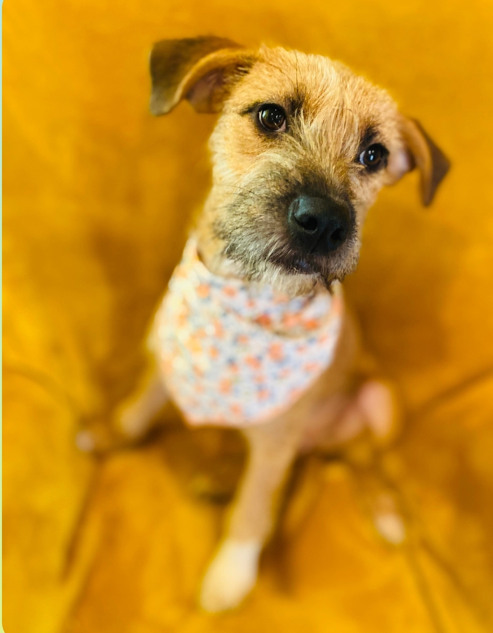 Georgia, a Adopted Border Terrier in Belton, TX image 3/3