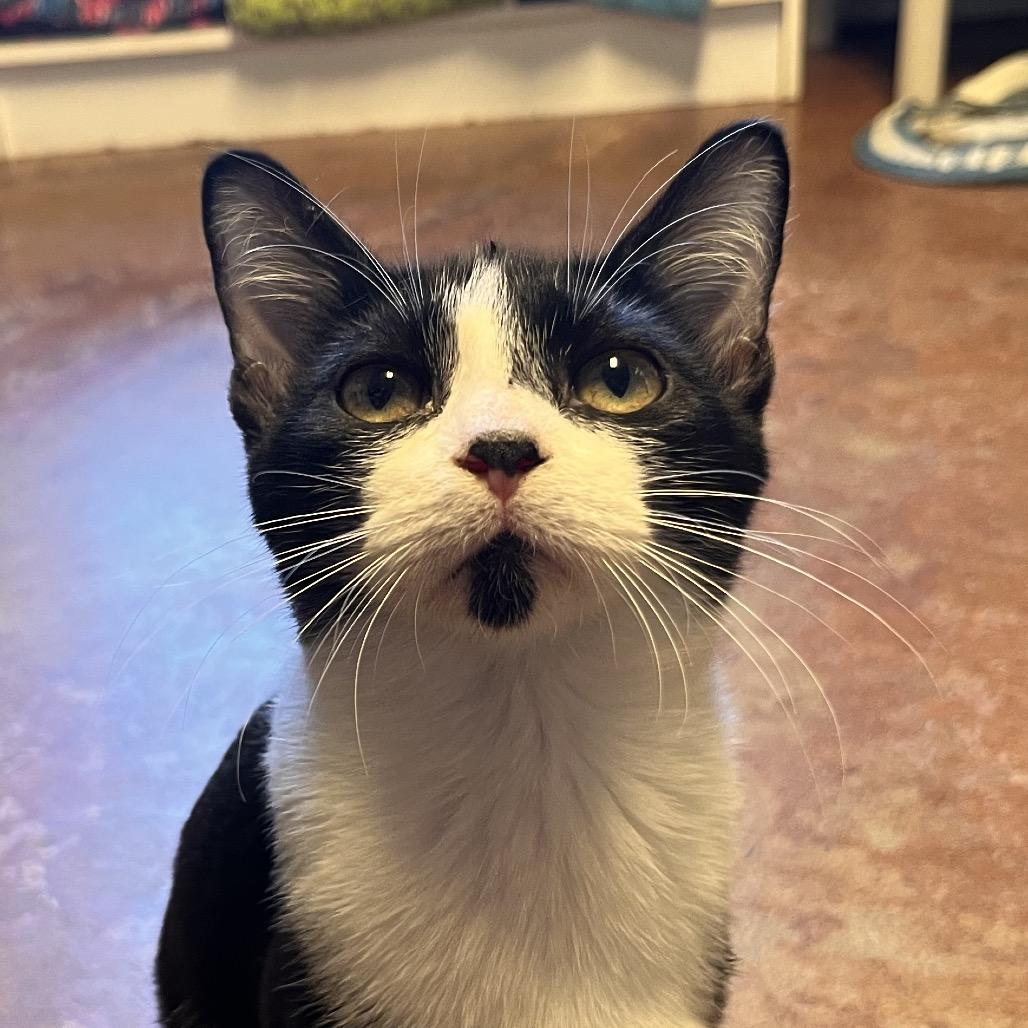 Professor Oink, Adoptable, Kitten Male Domestic Short Hair.