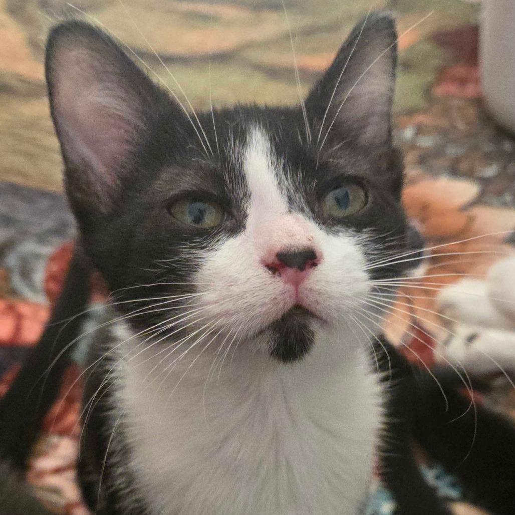 Enlarge Professor Oink, a Adoptable Domestic Short Hair in Clarksville, AR image 2/6