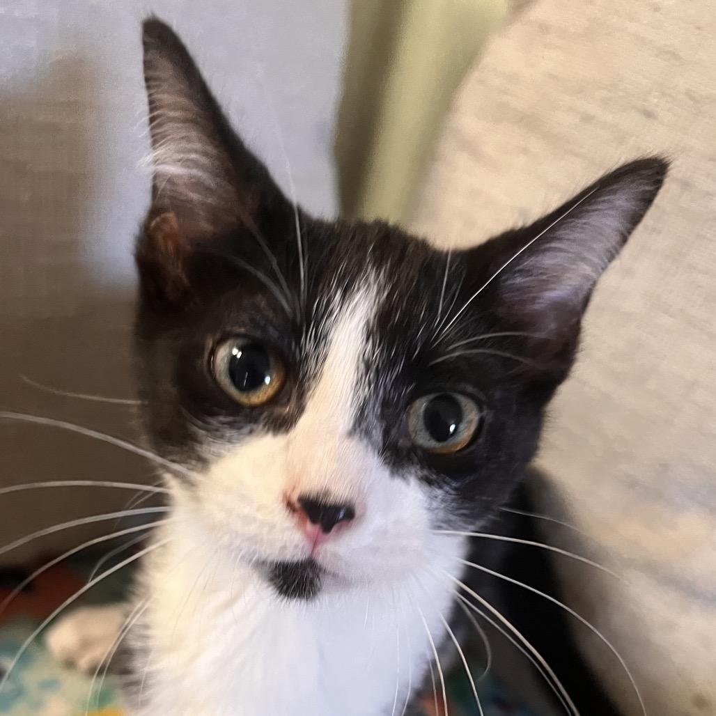 Enlarge Professor Oink, a Adoptable Domestic Short Hair in Clarksville, AR image 3/6