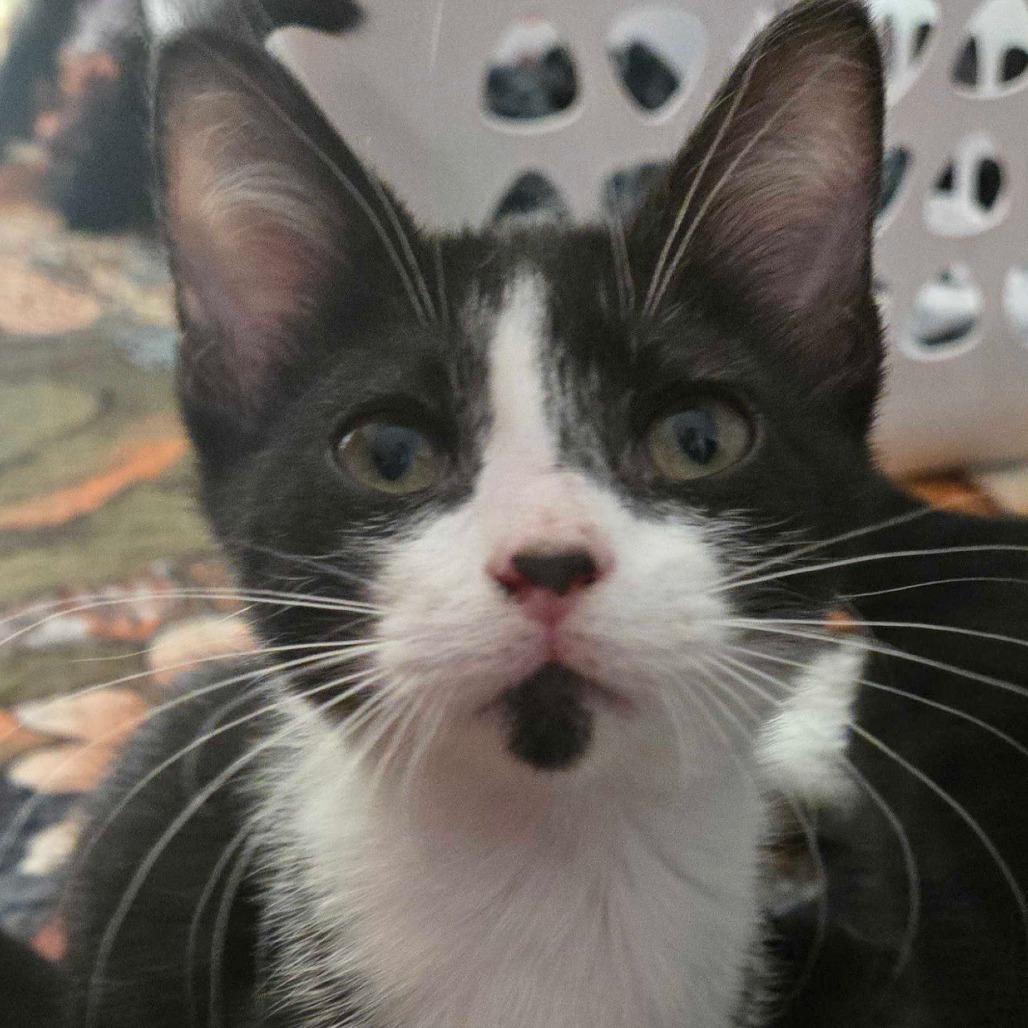 Enlarge Professor Oink, a Adoptable Domestic Short Hair in Clarksville, AR image 4/6