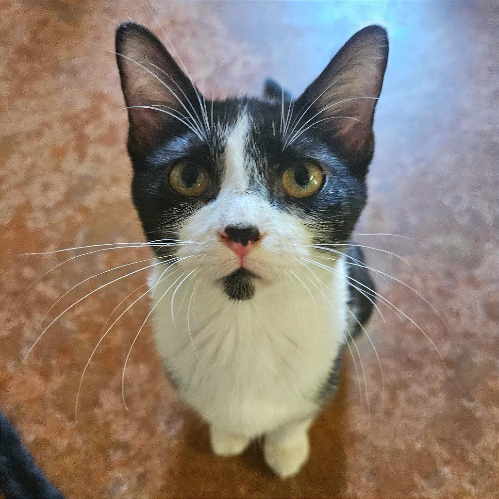 Enlarge Professor Oink, a Adoptable Domestic Short Hair in Clarksville, AR image 5/6